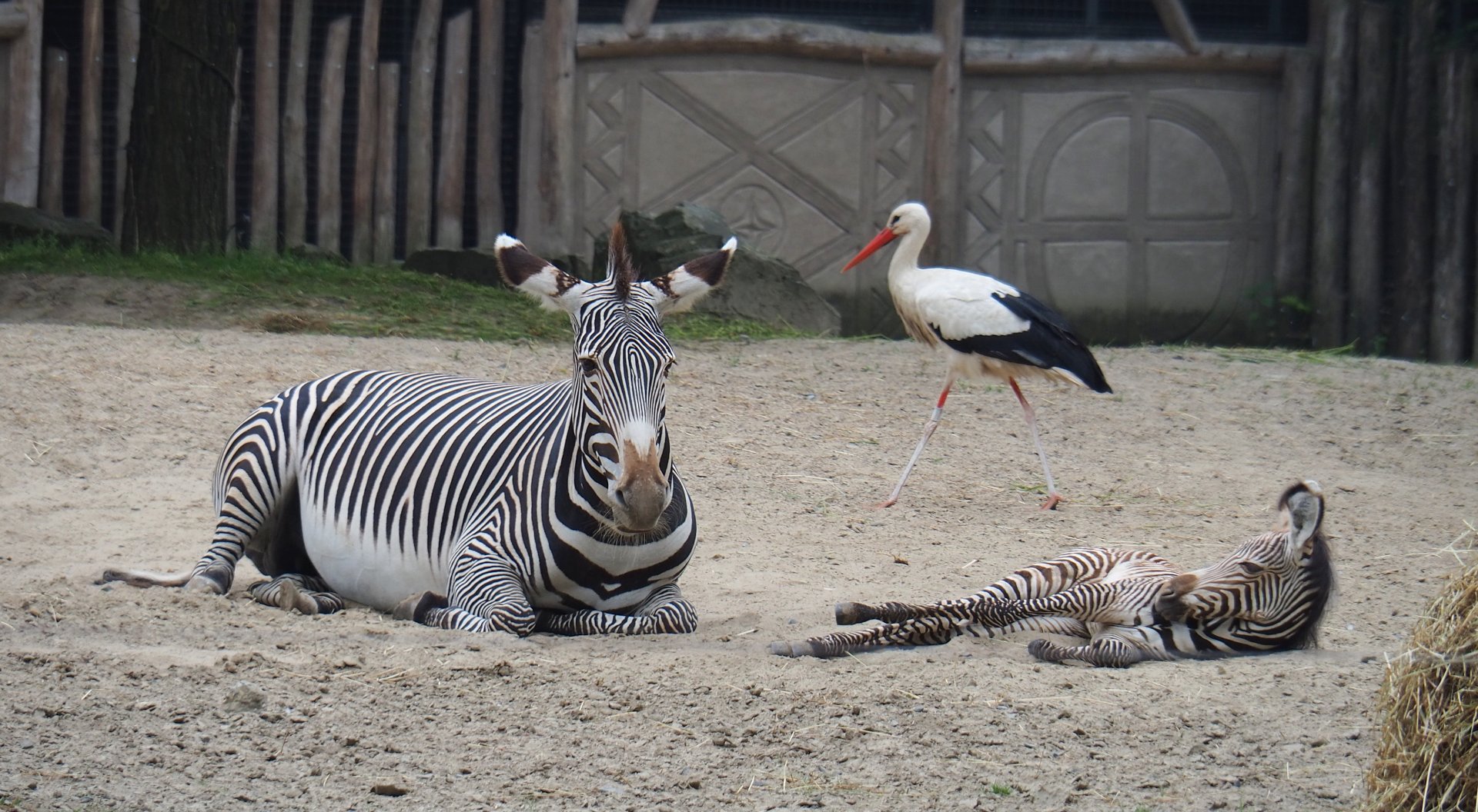 Grévy's zebras (Equus grevyi) and European white stork (Ciconia ciconia), 2019-06-26