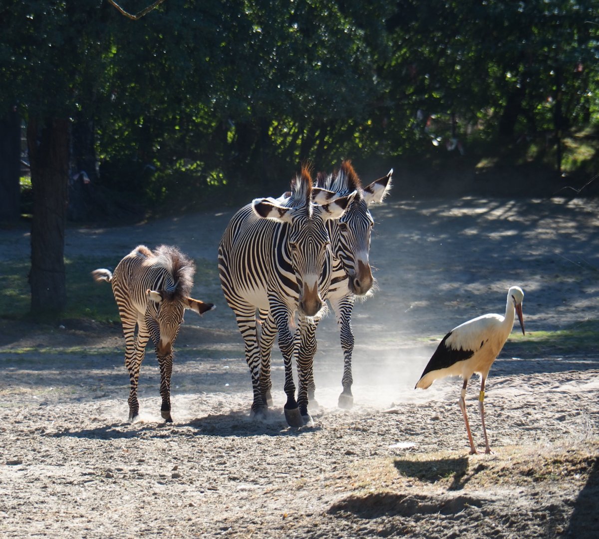Grévy's zebras (Equus grevyi) and European white stork (Ciconia ciconia), 2019-07-23