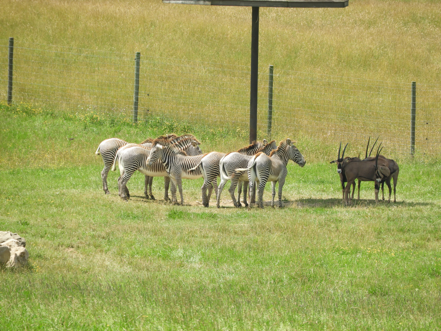Grevy's Zebras (Equus grevyi) and Fringe-eared Oryxes (Oryx beisa callotis)