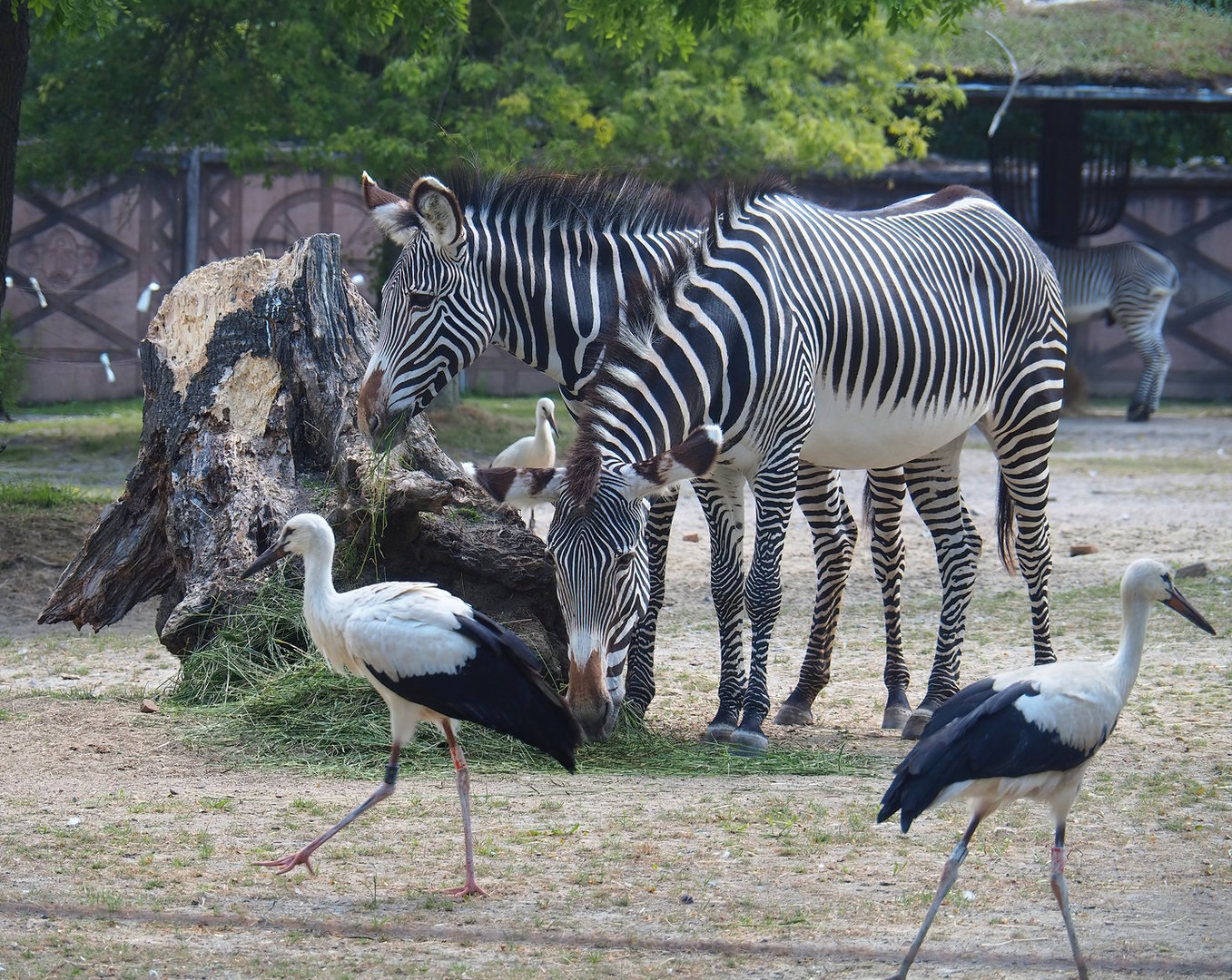 Grévy's zebras (Equus grevyi) and Juvenile European white storks (Ciconia ciconia), 2022-07-16