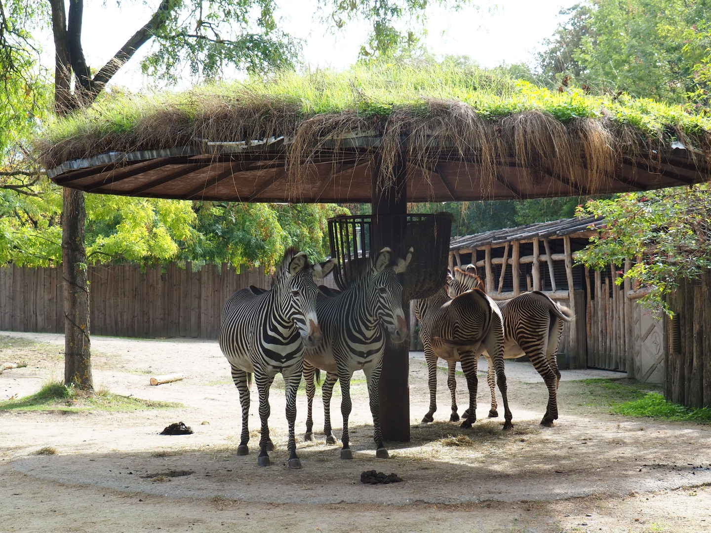 Grévy's zebras (Equus grevyi) under a shade structure with a living roof