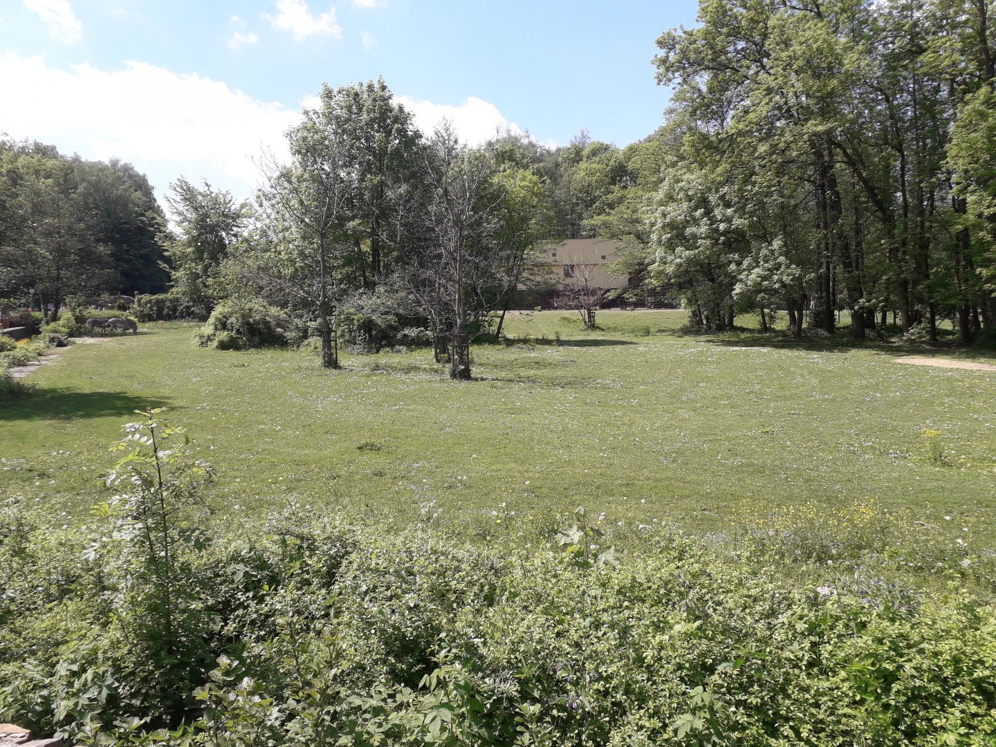 Grevy's zebra's exhibit