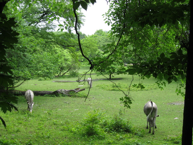 Grevy's Zebras - Head and Tail Views