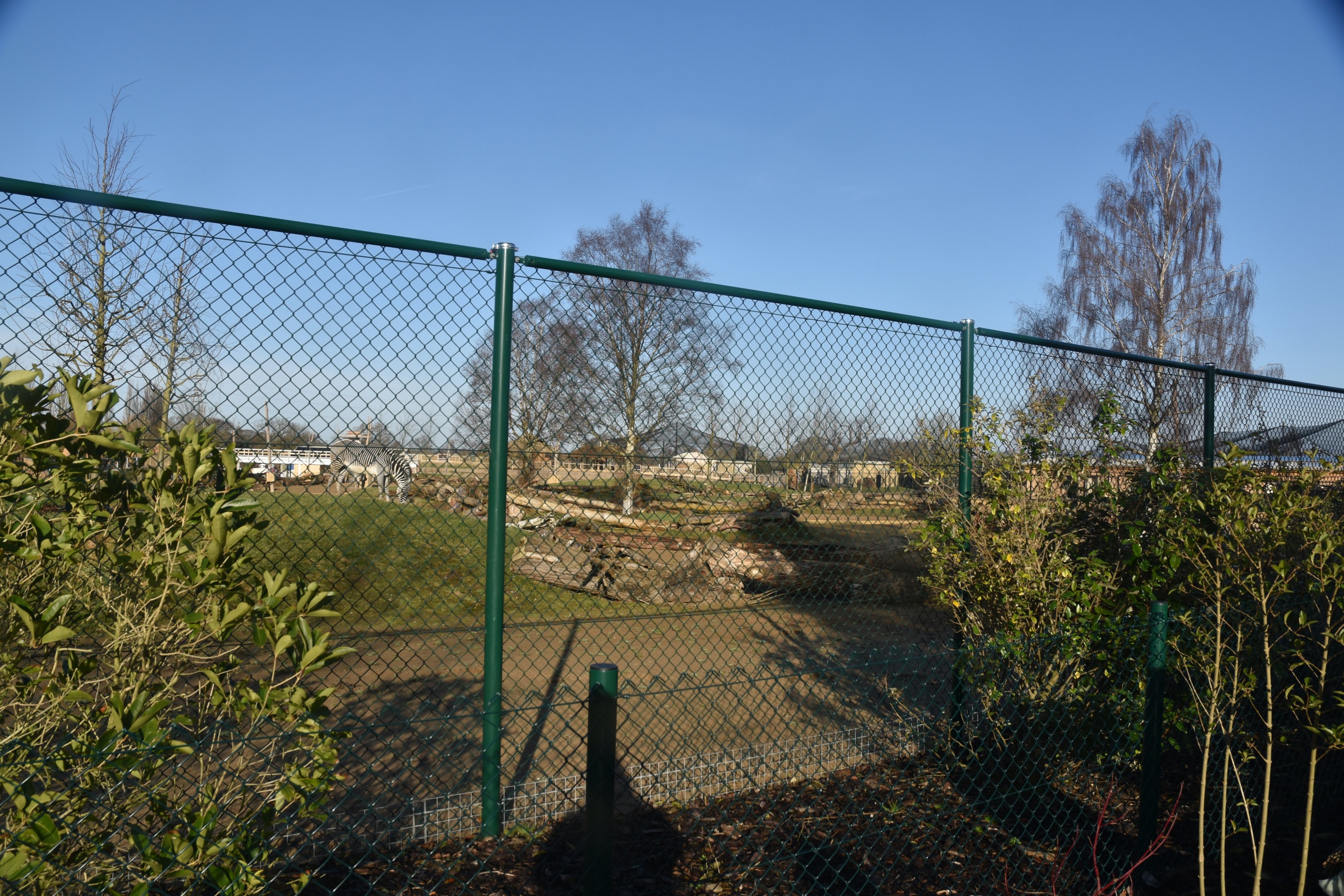 Grevy's Zebras in new Savannah Paddock (from Islands entrance) at Chester, 1st February 2025