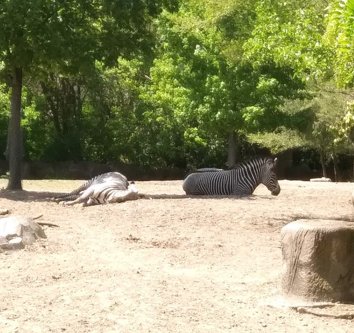 Grevy's Zebras (May 28, 2023)