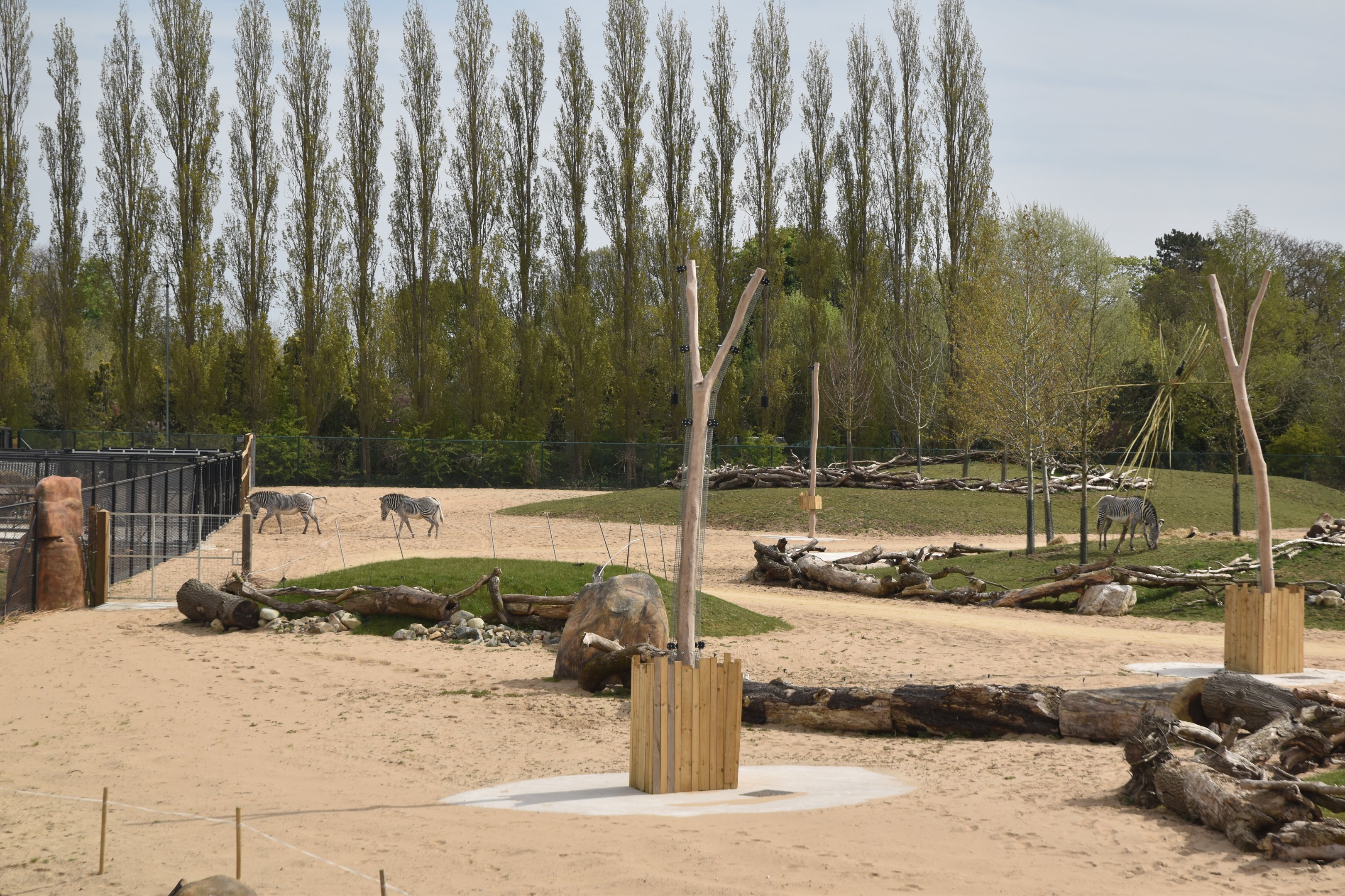 Grevy's Zebras on Main Savannah, Heart of Africa at Chester, 12th April 2025