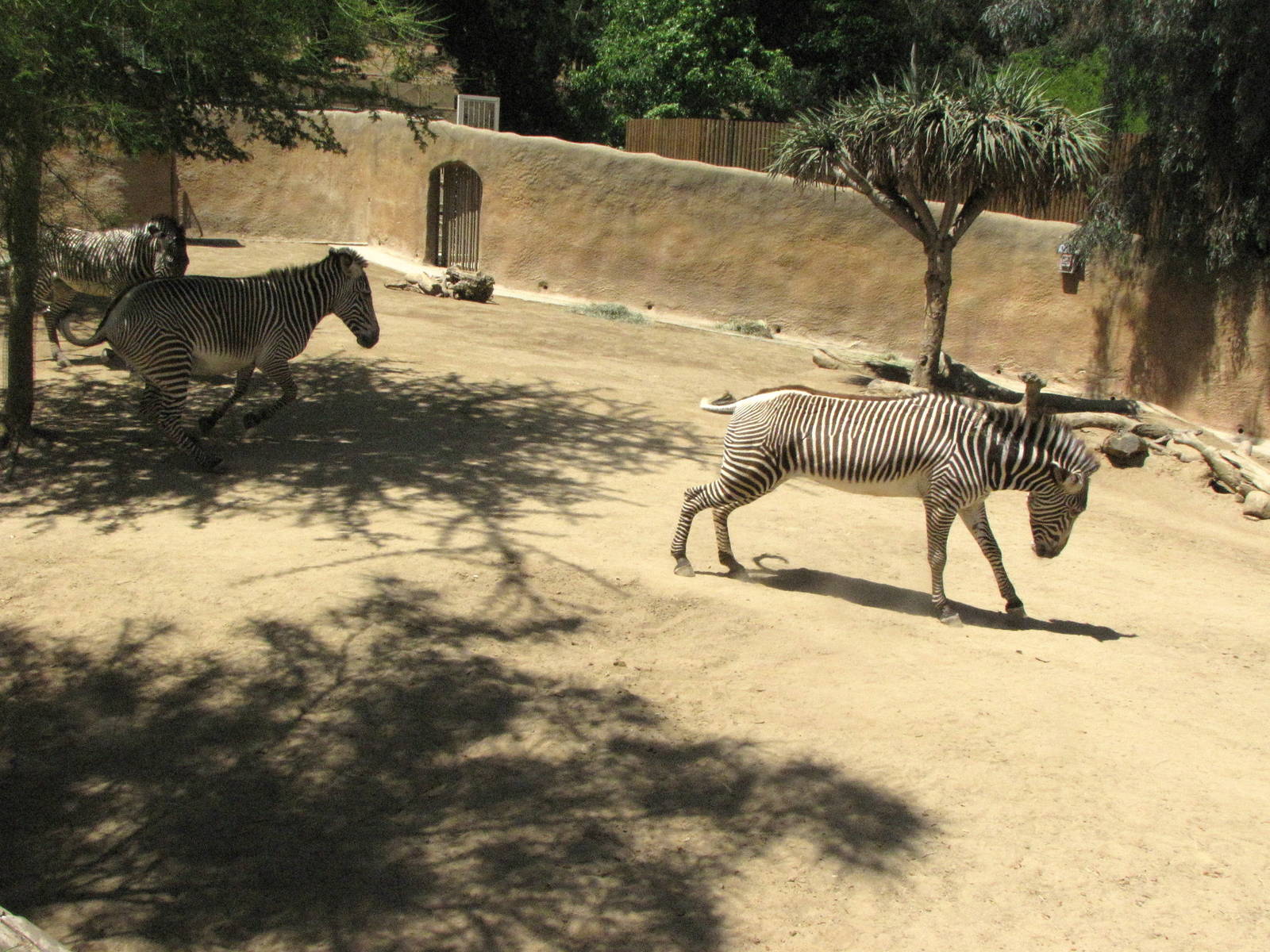 Grevy's Zebras on the Gallop