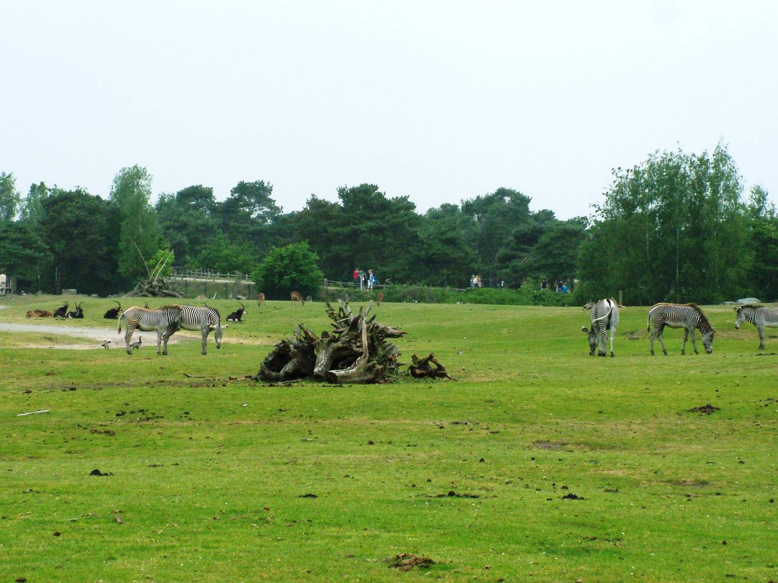 Grevy's Zebras/Sable Antelope at Beekse Bergen, 31/05/12