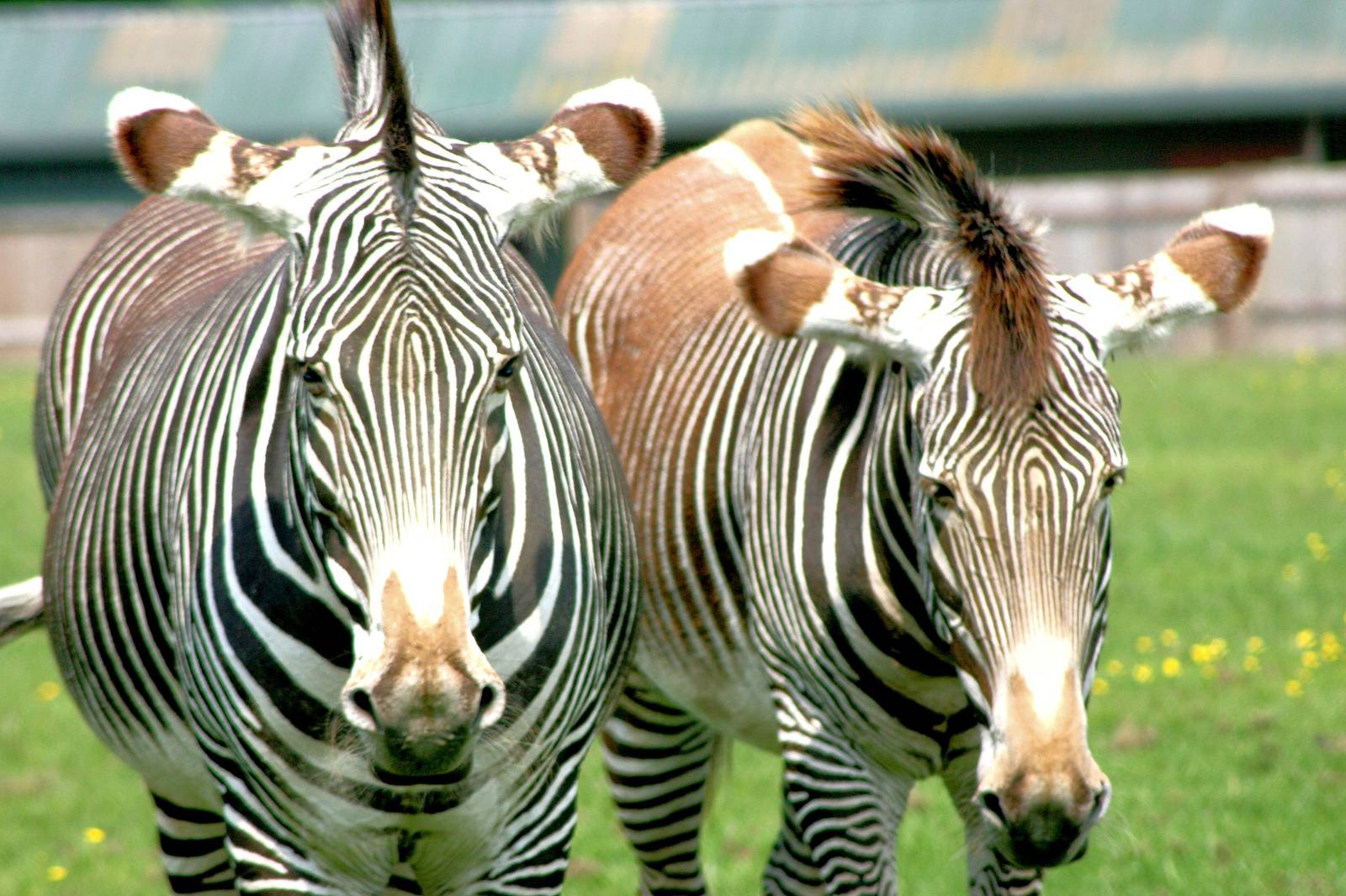 Grevy's zebras; Whipsnade; 28th May 2016