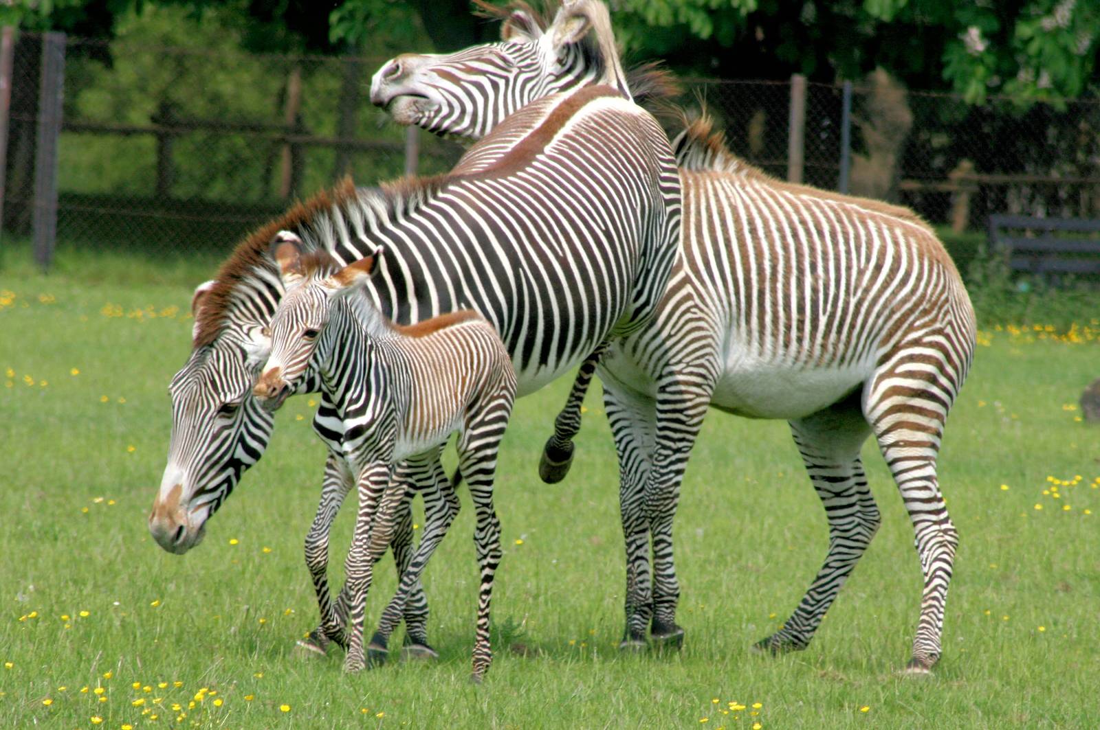 Grevy's zebras; Whipsnade; 28th May 2016