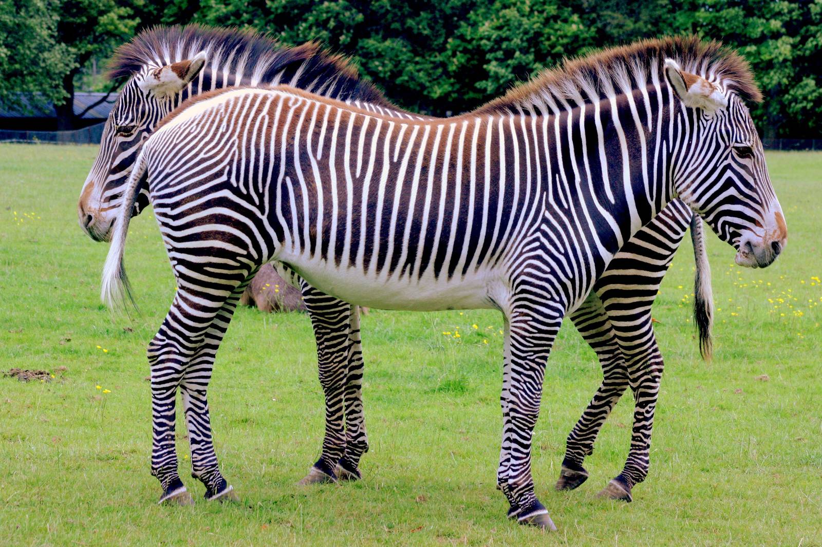 Grevy's zebras; Whipsnade; 6th June 2015