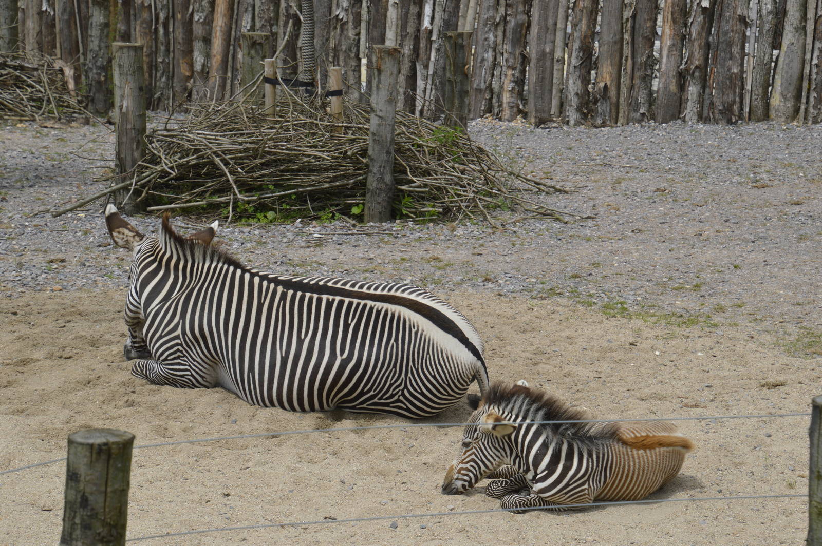 Grevys Zebras - Wild Explorers 090716