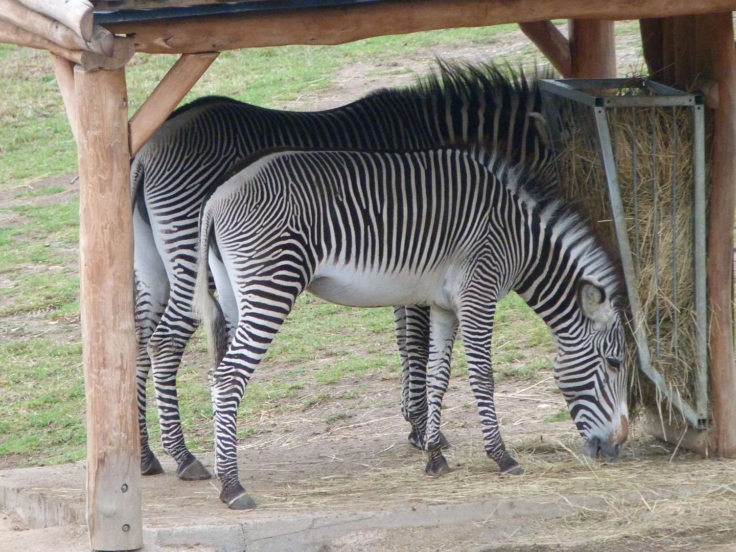 Grevy's zebras -Zoo Praha (2025)