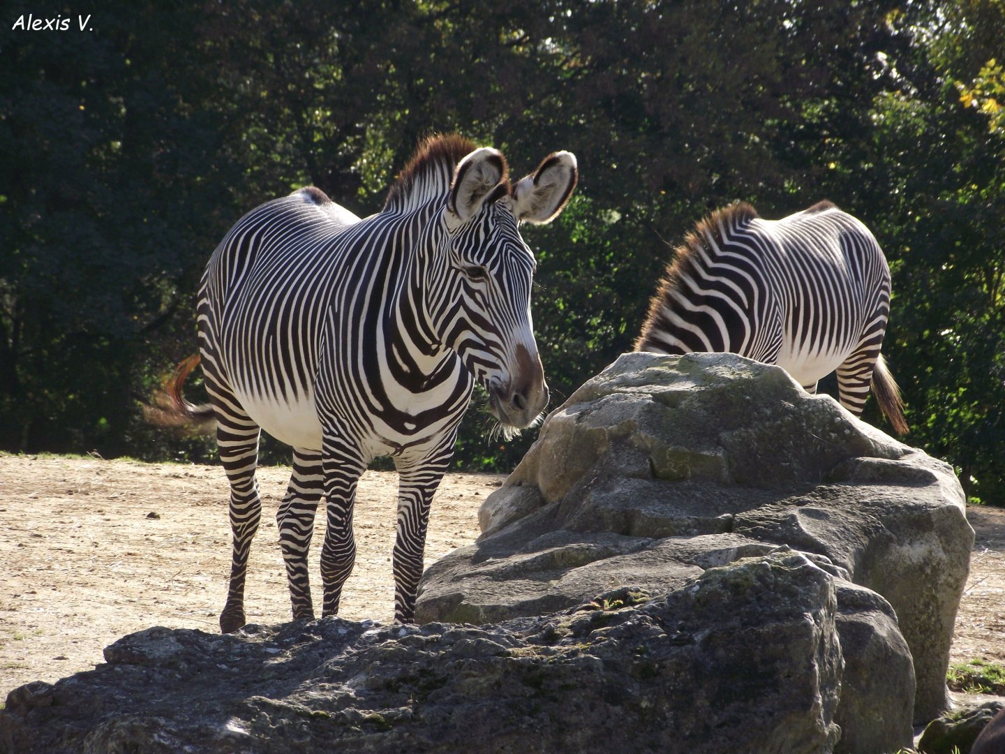 Grevy's Zebras - Zooparc de Beauval - 10/2021