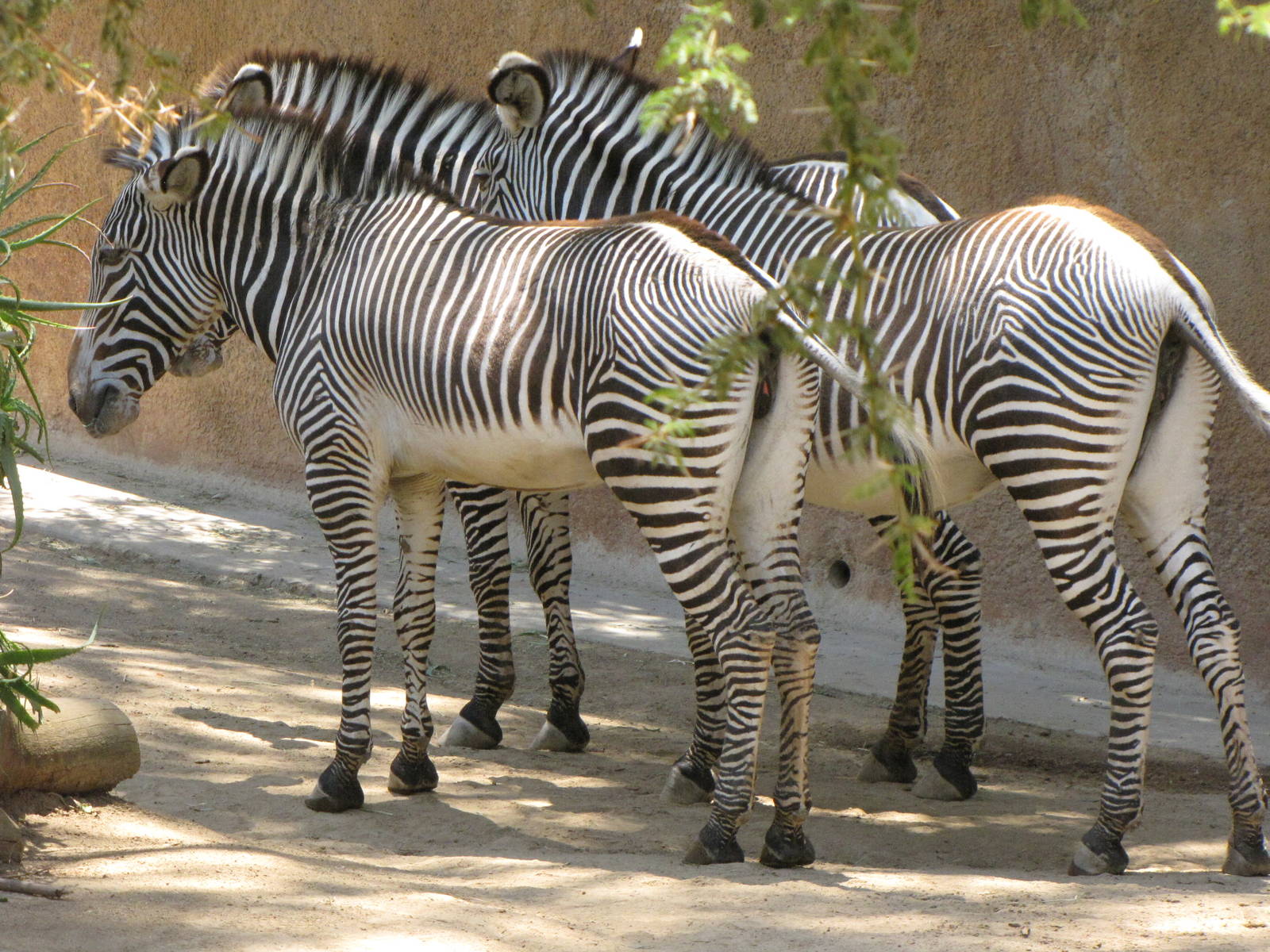Grevy's Zebras