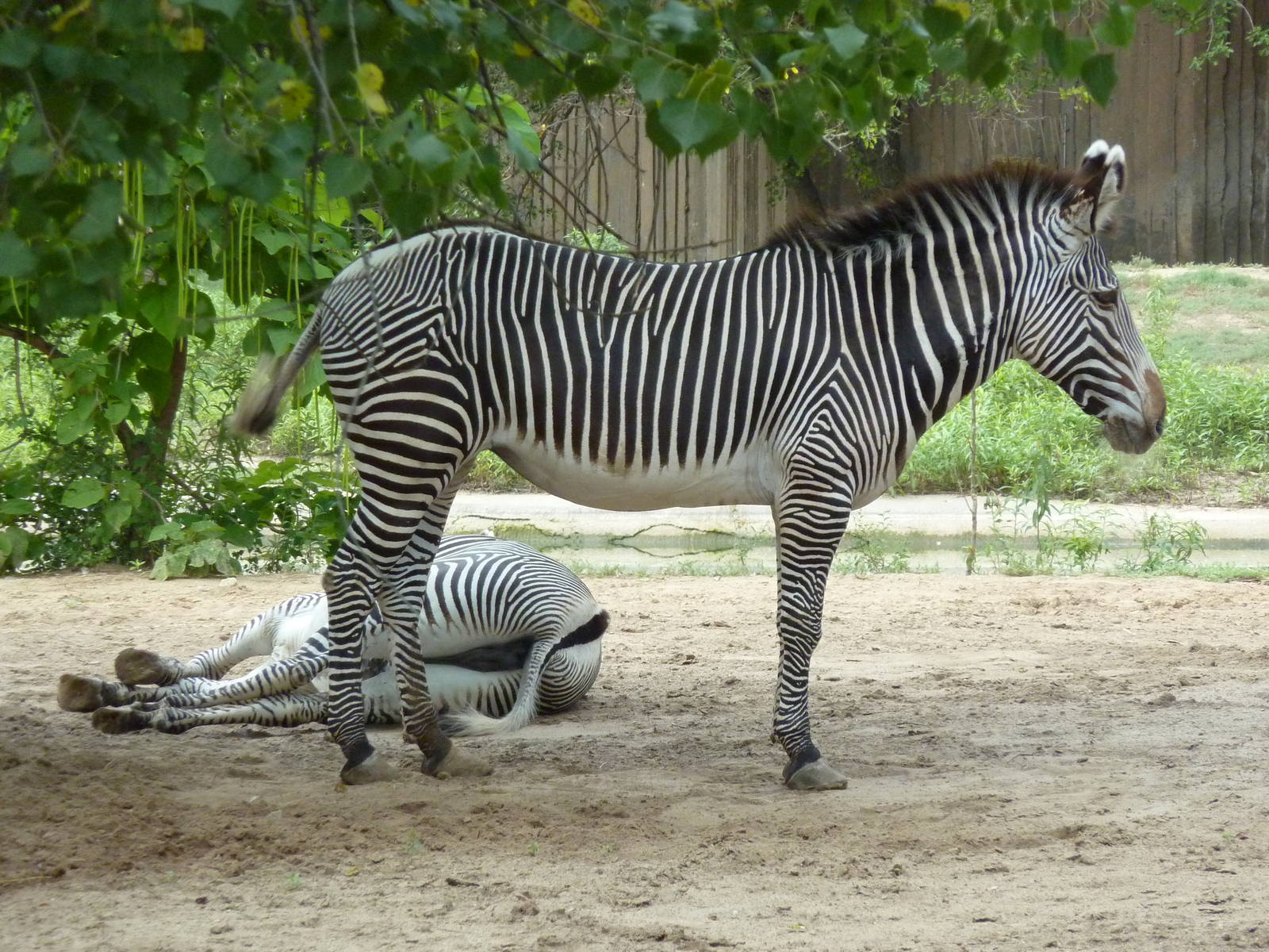Grevy's Zebras