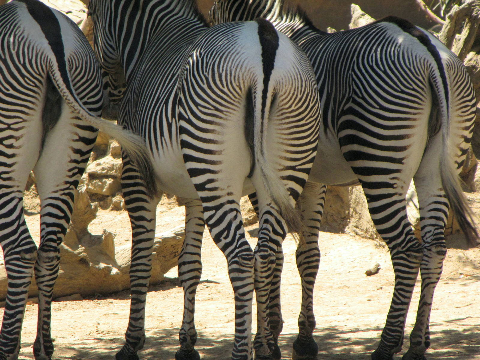 Grevy's Zebras