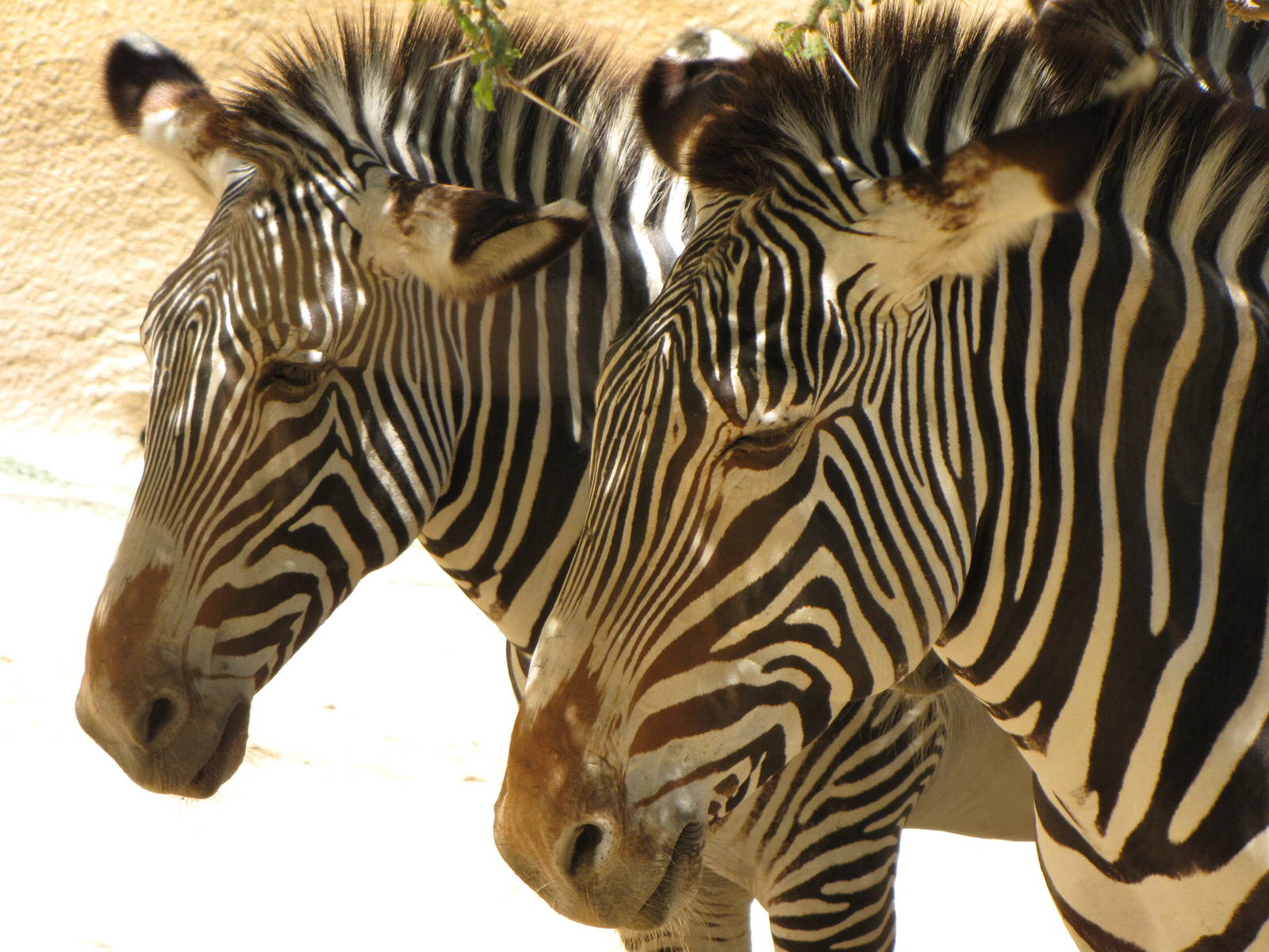 Grevy's Zebras