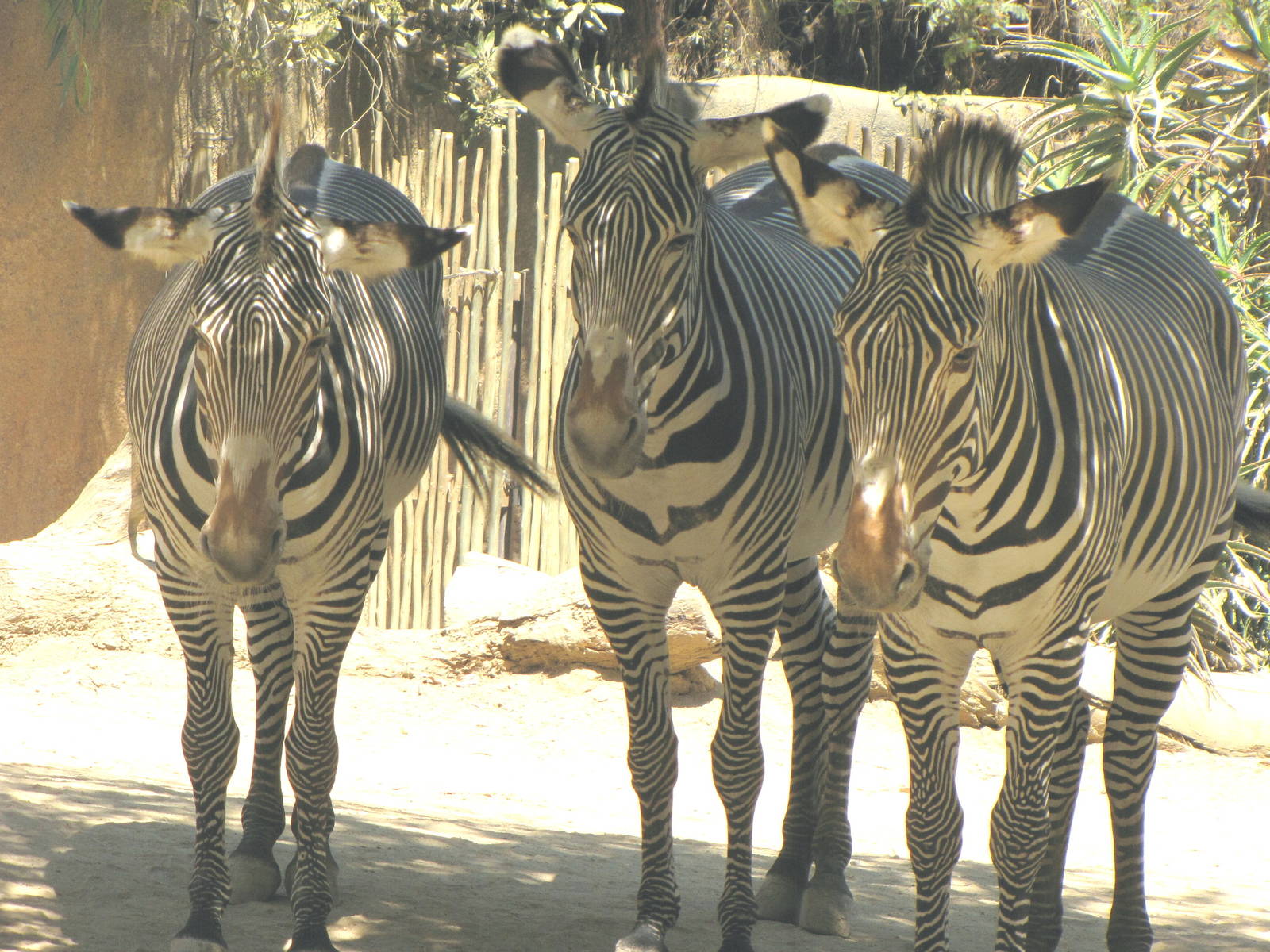Grevy's Zebras