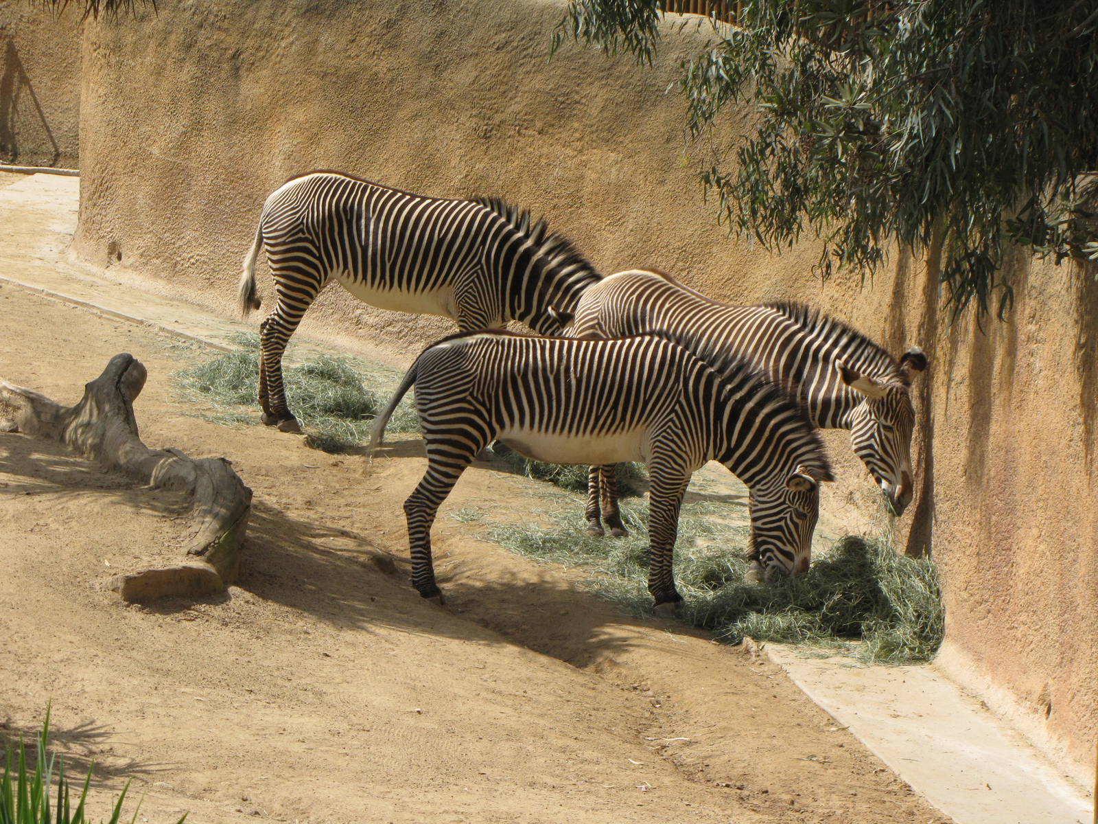 Grevys Zebras