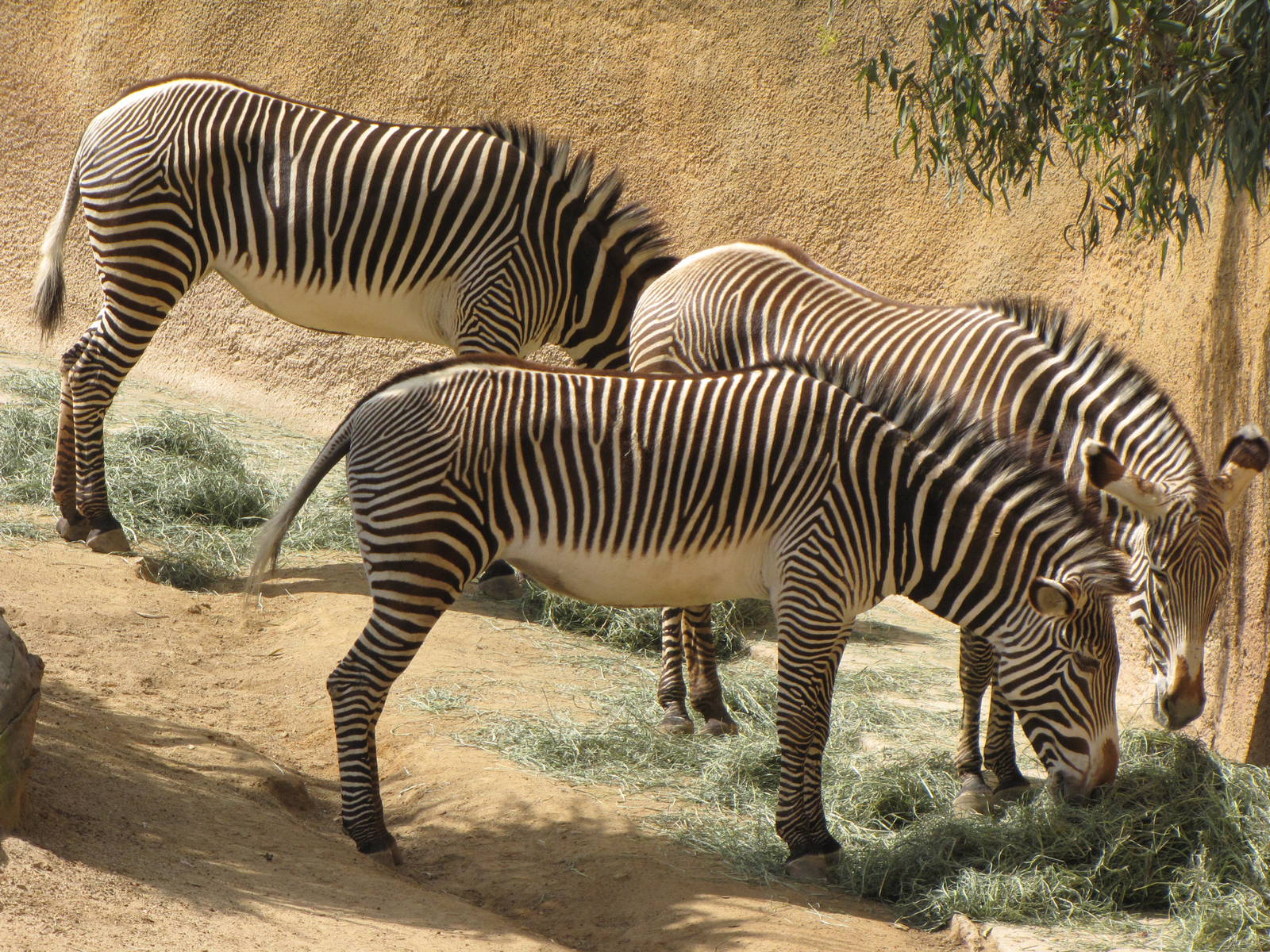 Grevys Zebras
