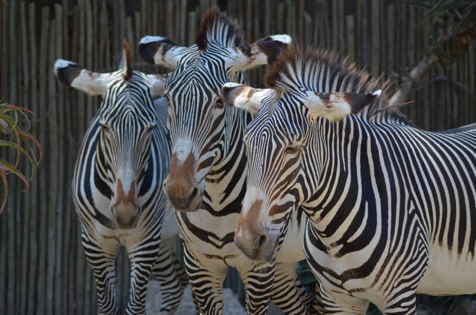Grevys Zebras