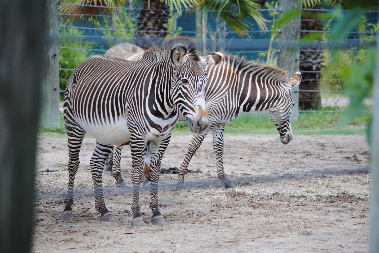 Grevy's Zebras