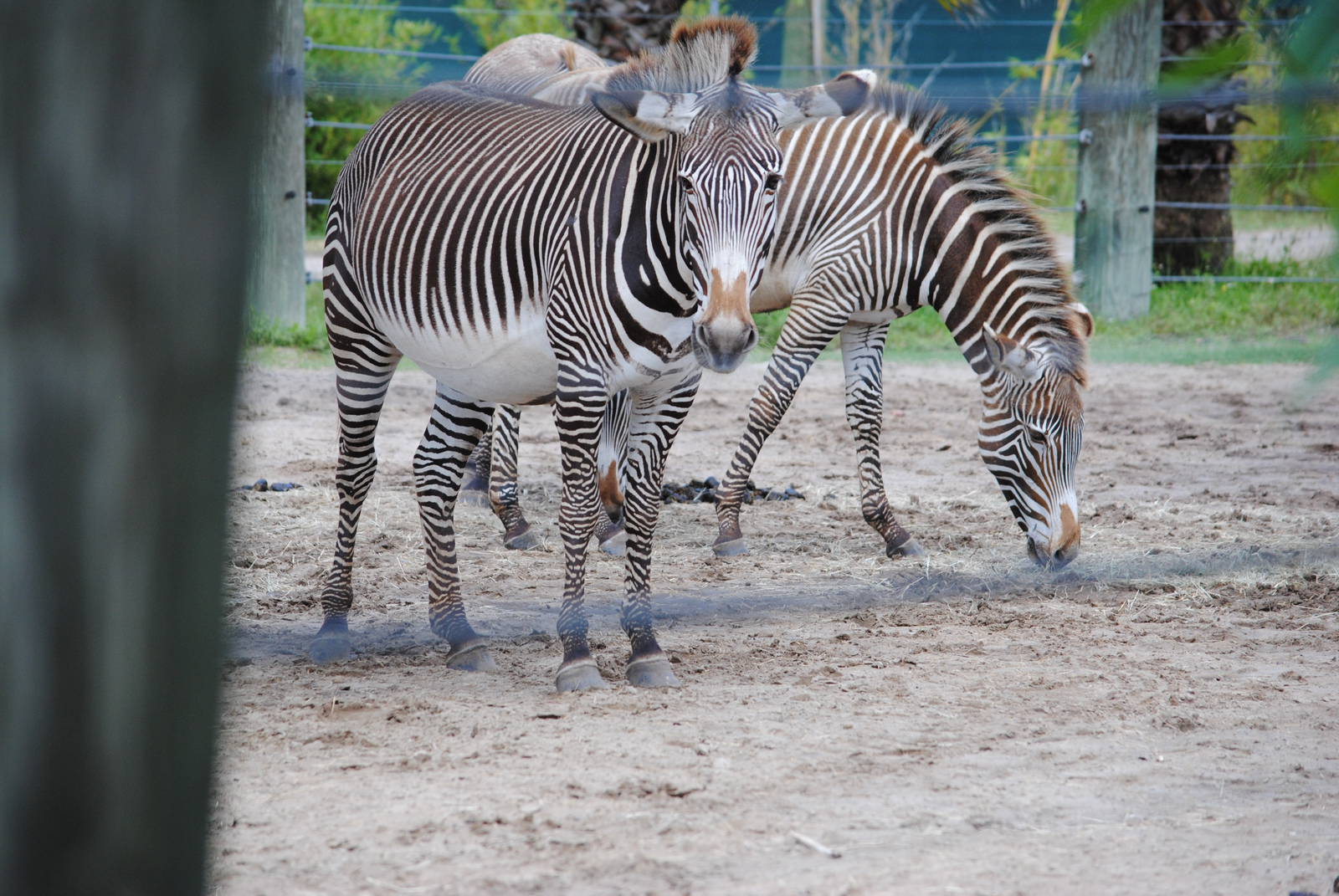 Grevy's Zebras