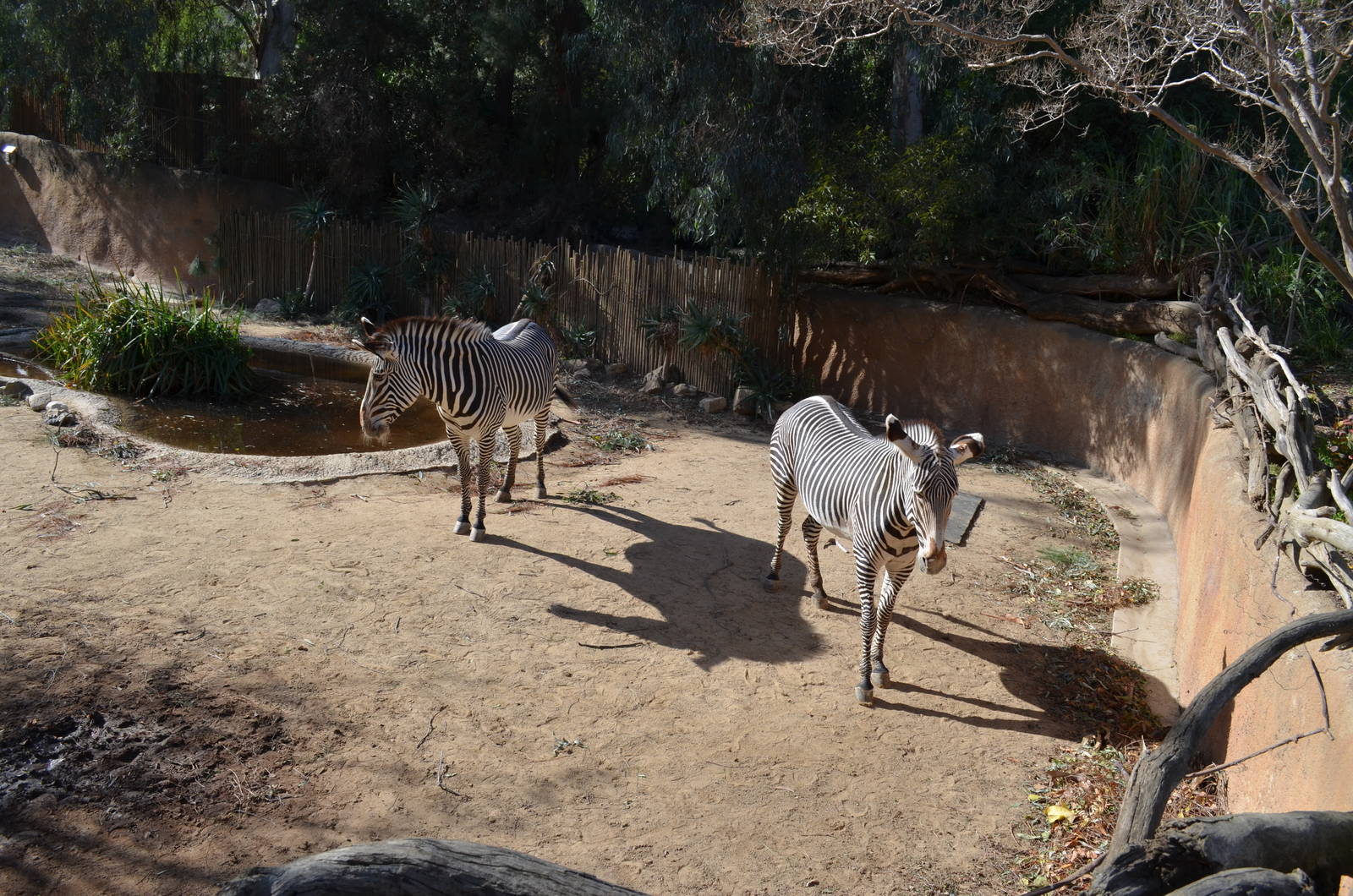 Grevy's Zebras
