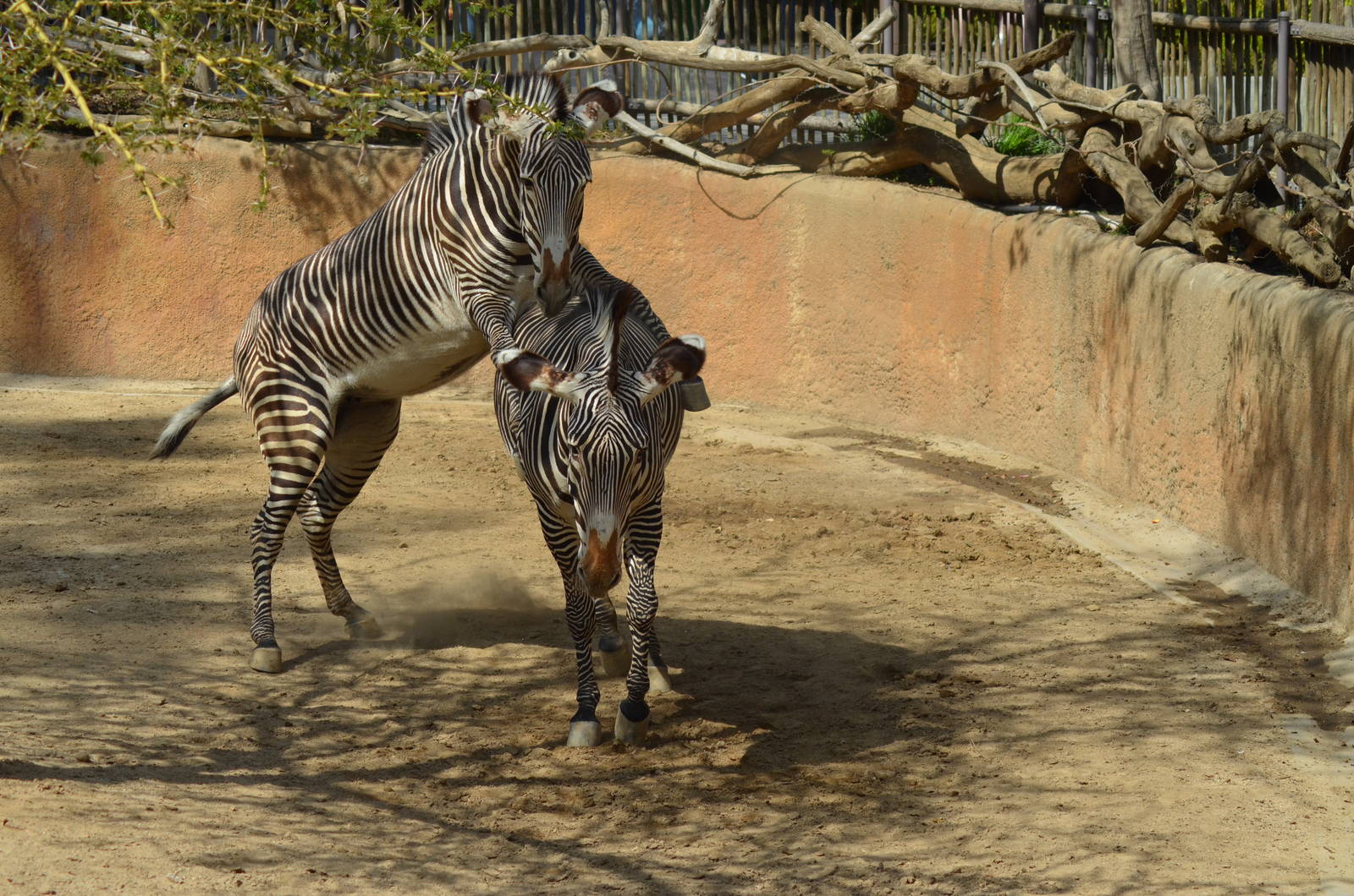 Grevy's Zebras