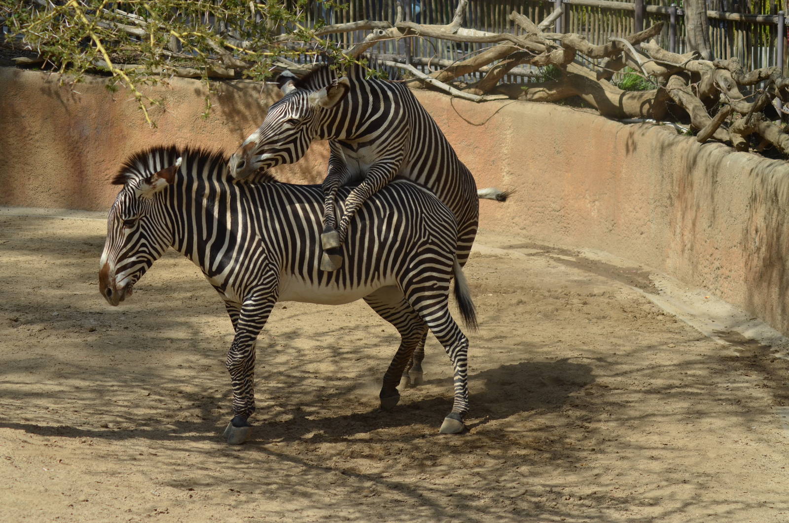 Grevy's Zebras