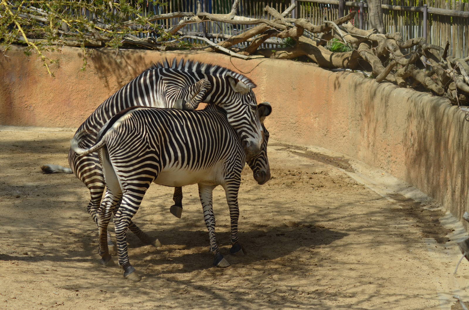 Grevy's Zebras