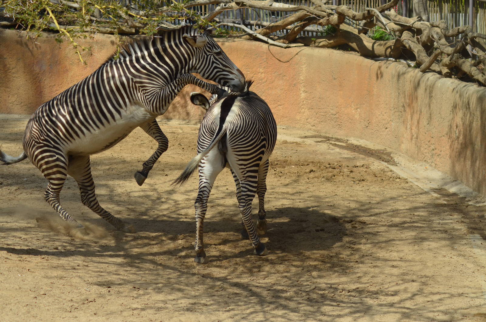 Grevy's Zebras