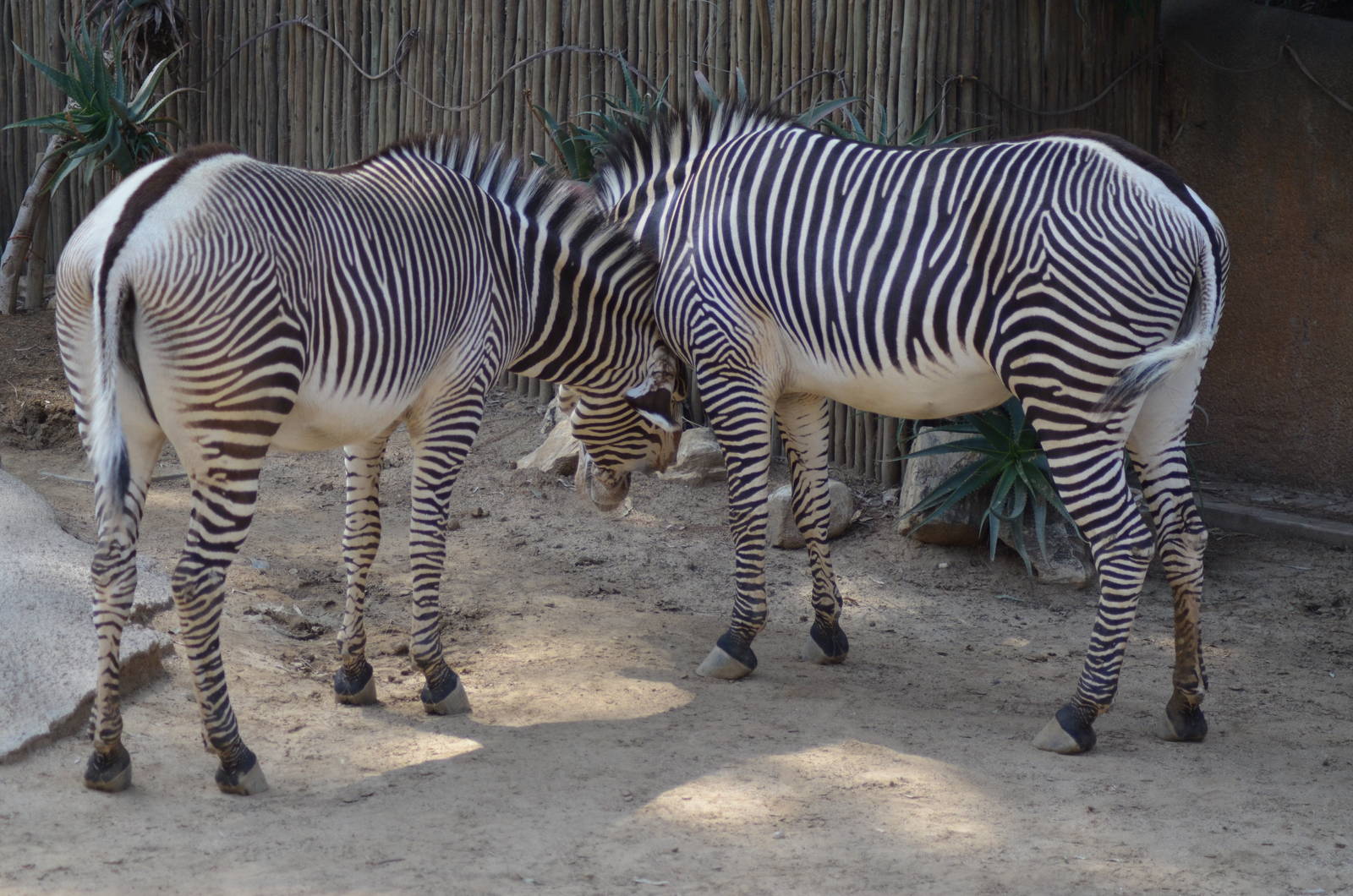 Grevy's Zebras