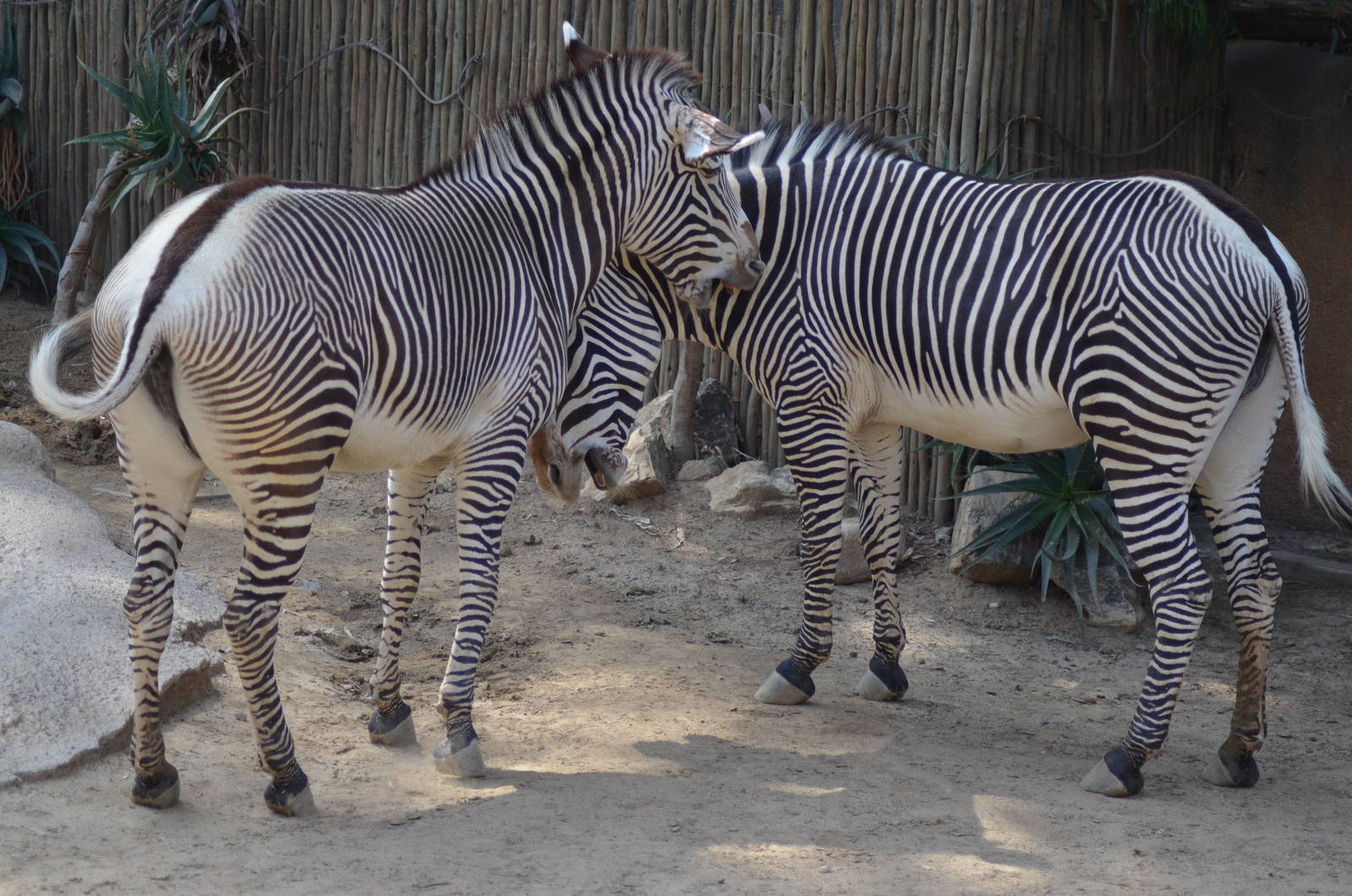 Grevy's Zebras