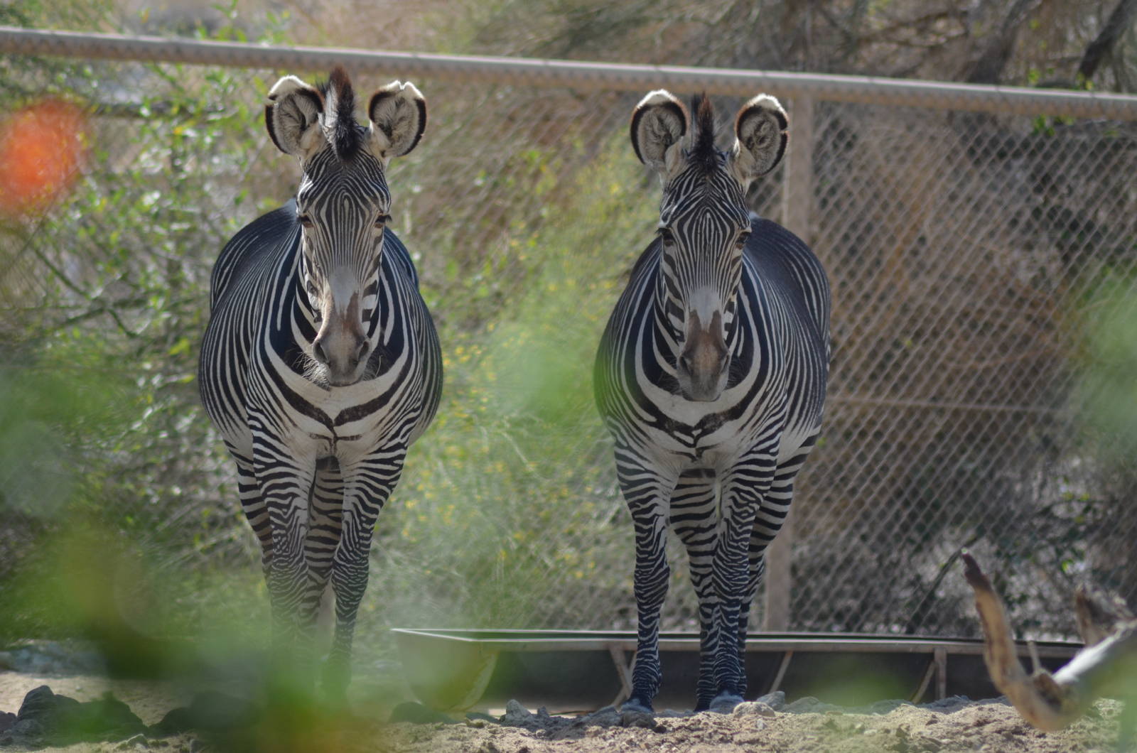 Grevys Zebras