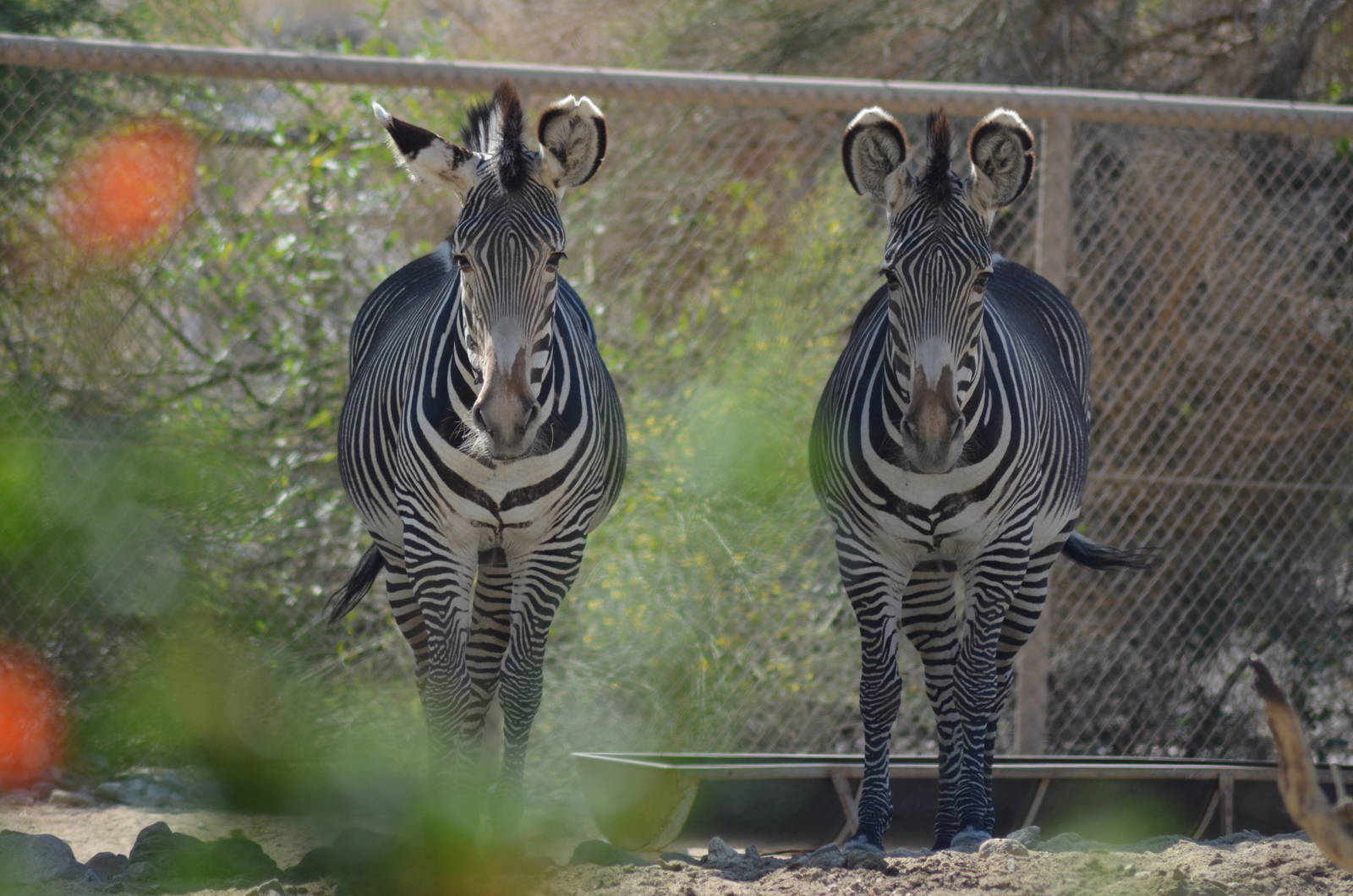 Grevy's Zebras