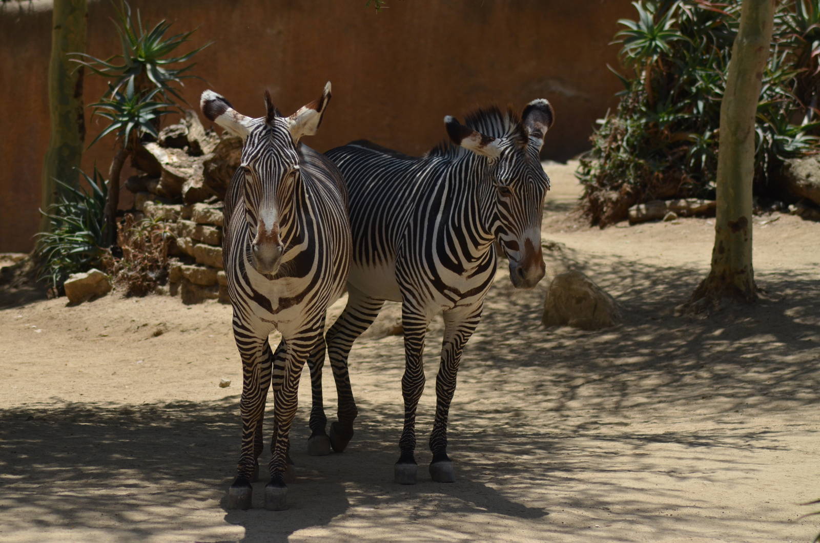 Grevys Zebras