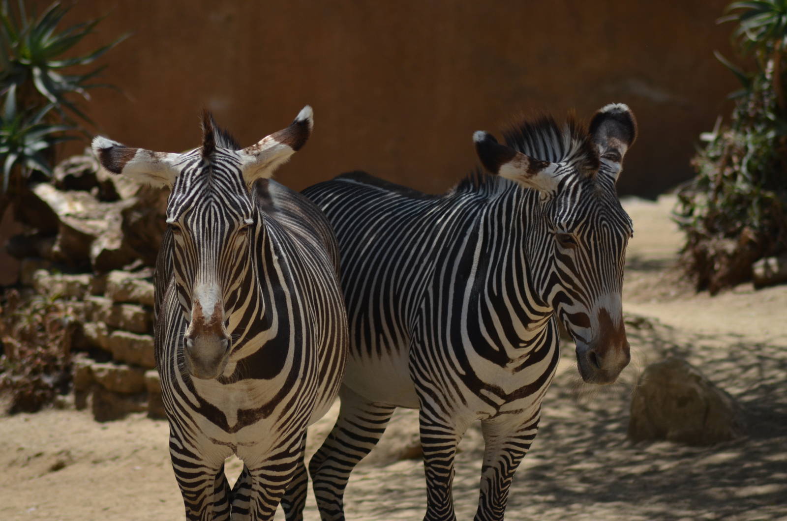 Grevys Zebras