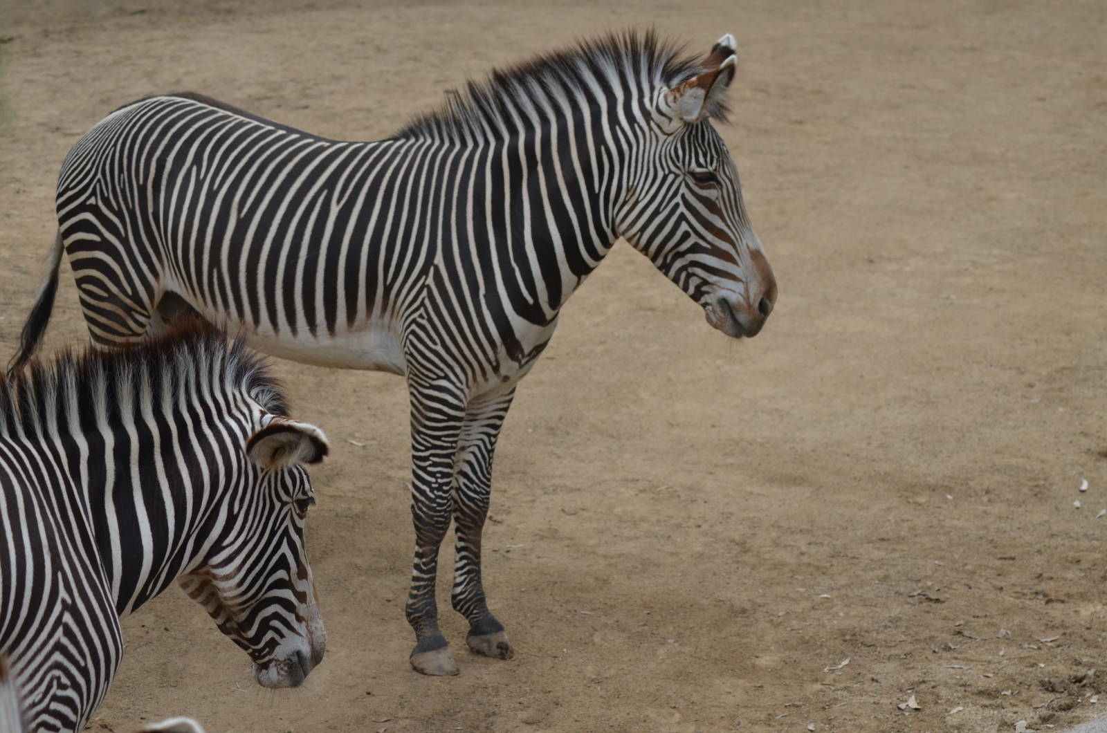 Grevys Zebras