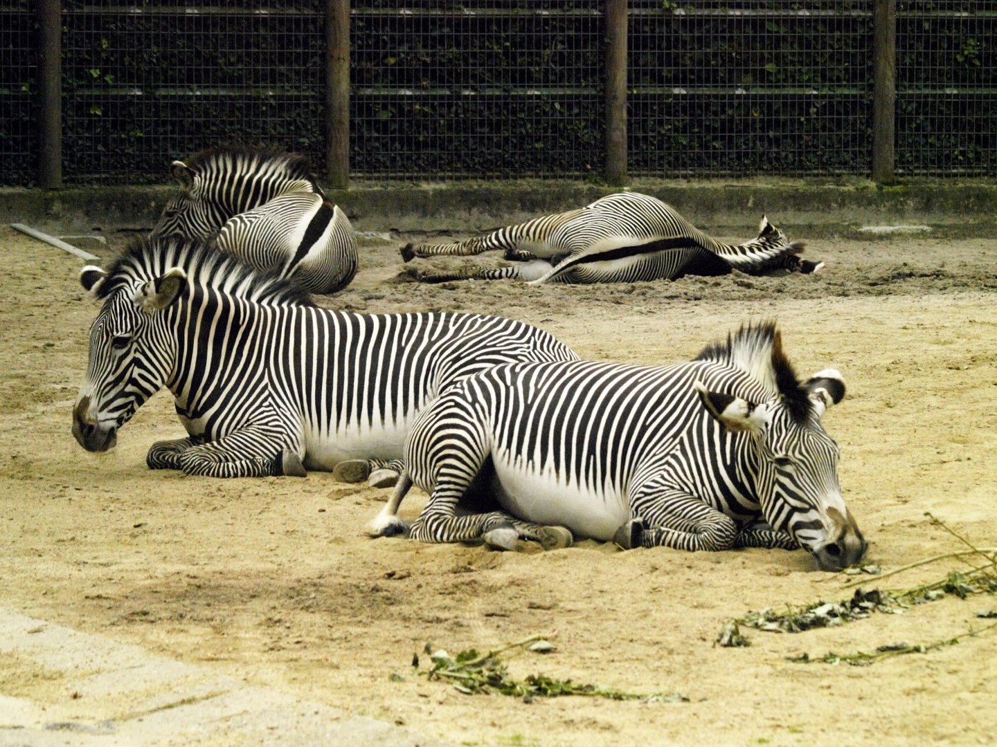 Grevy's zebras