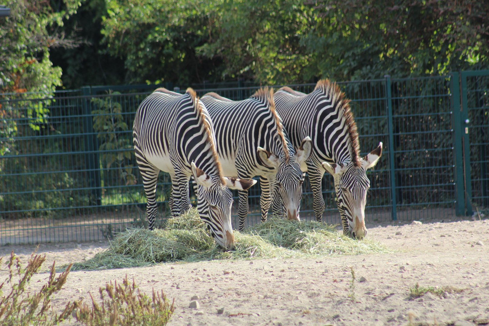 Grevy's Zebras