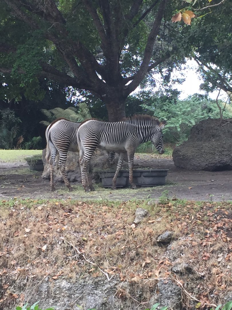 Grevy's Zebras