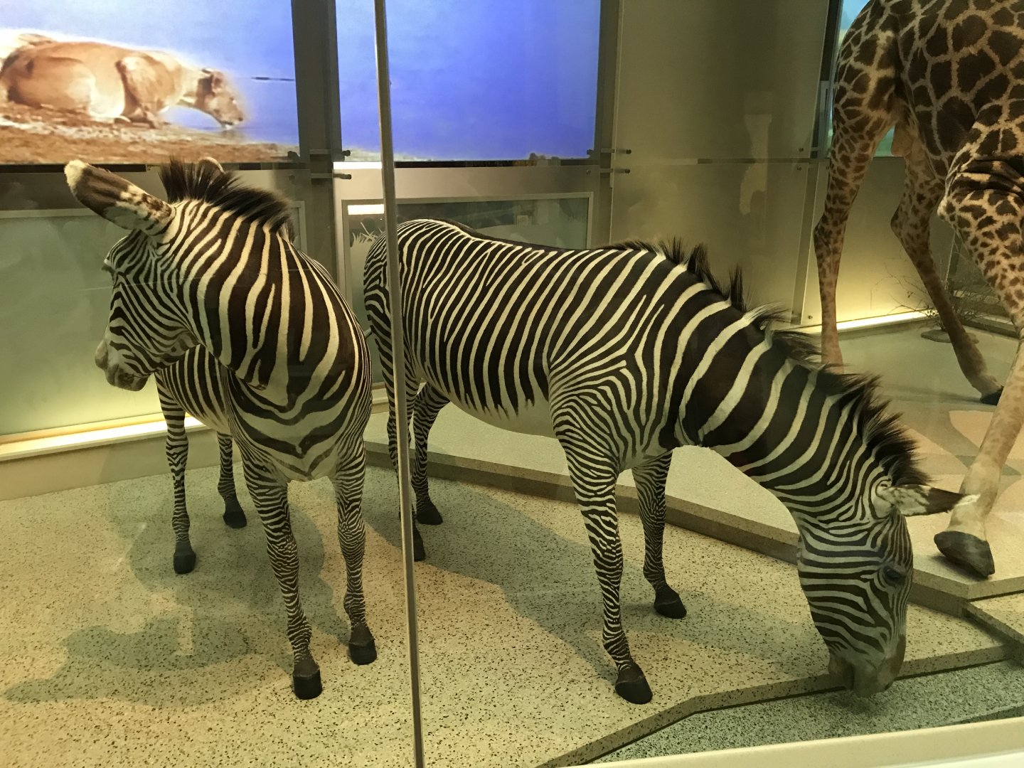 Grevy's Zebras