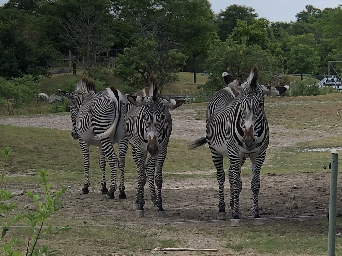 Grevy’s Zebras