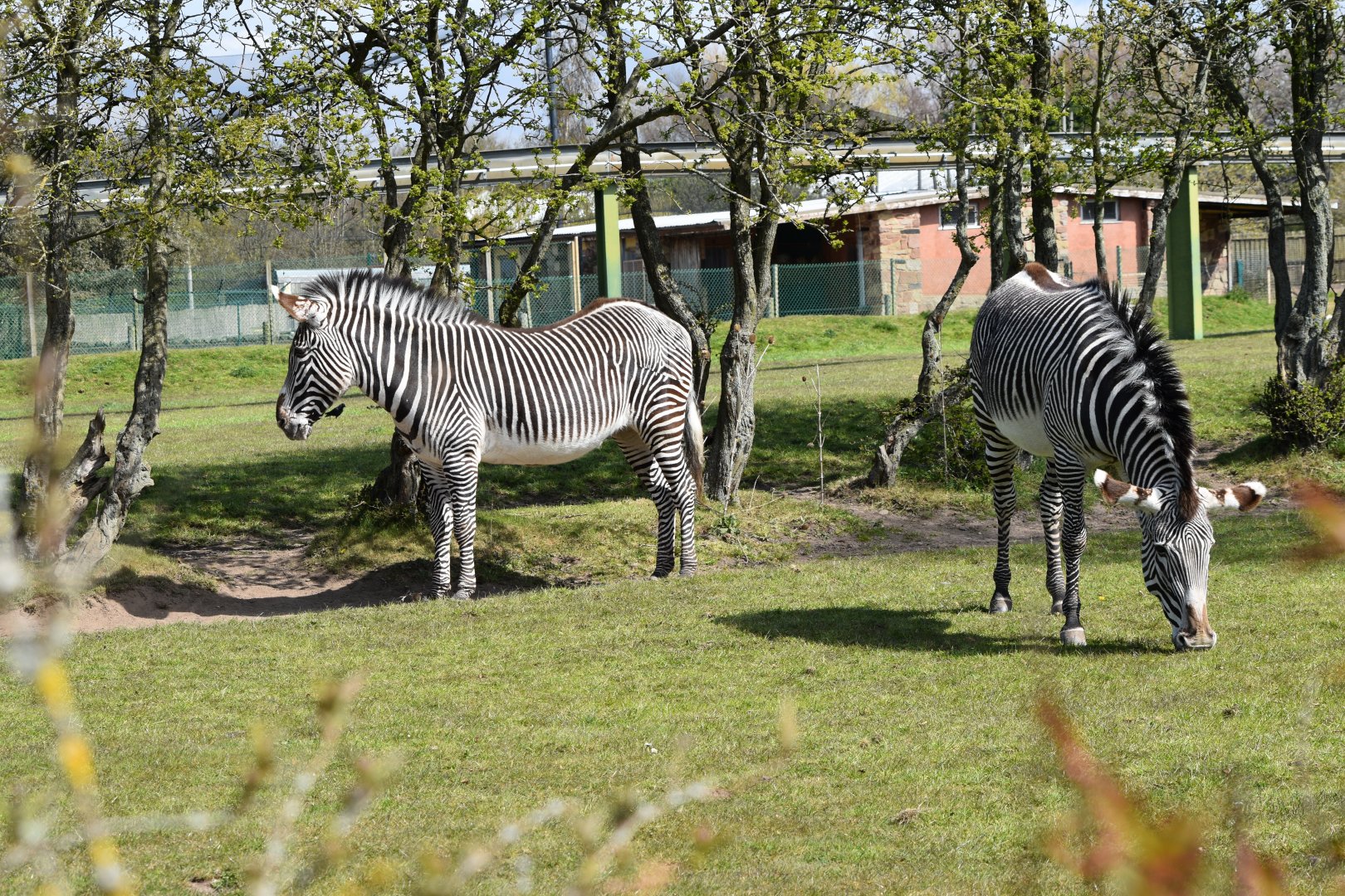 Grevy's Zebras