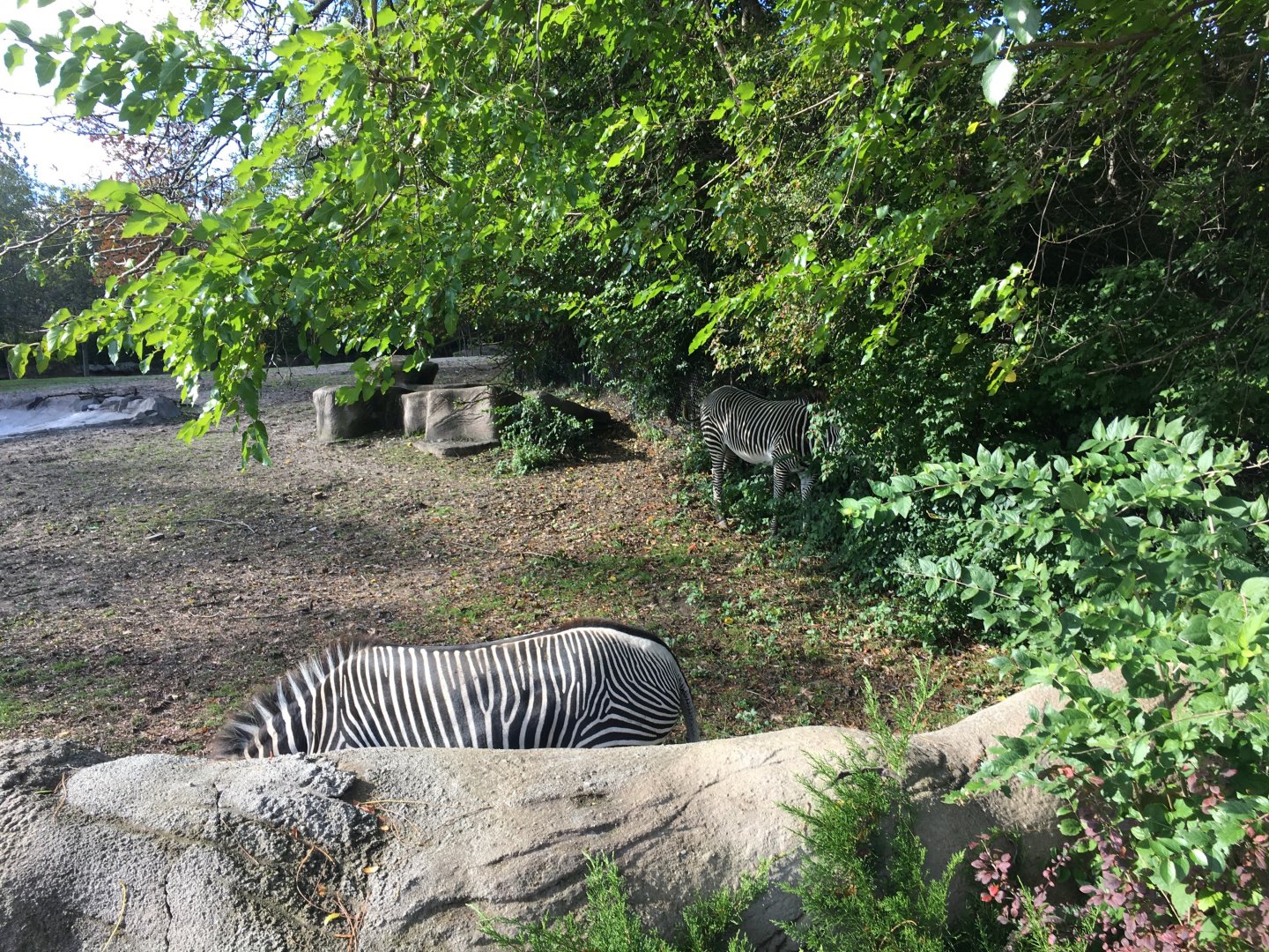 Grevy's zebras