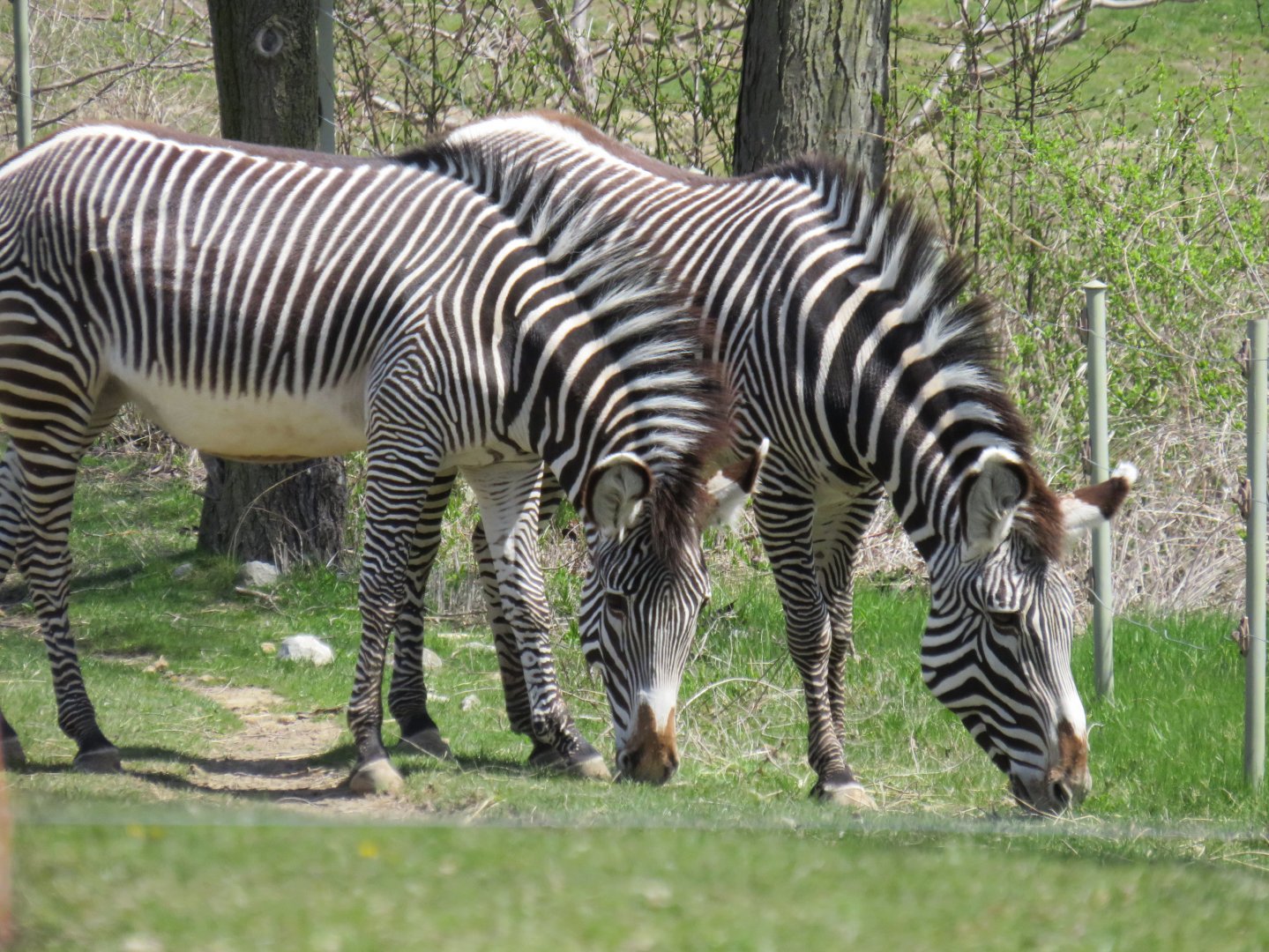 Grevy's zebras