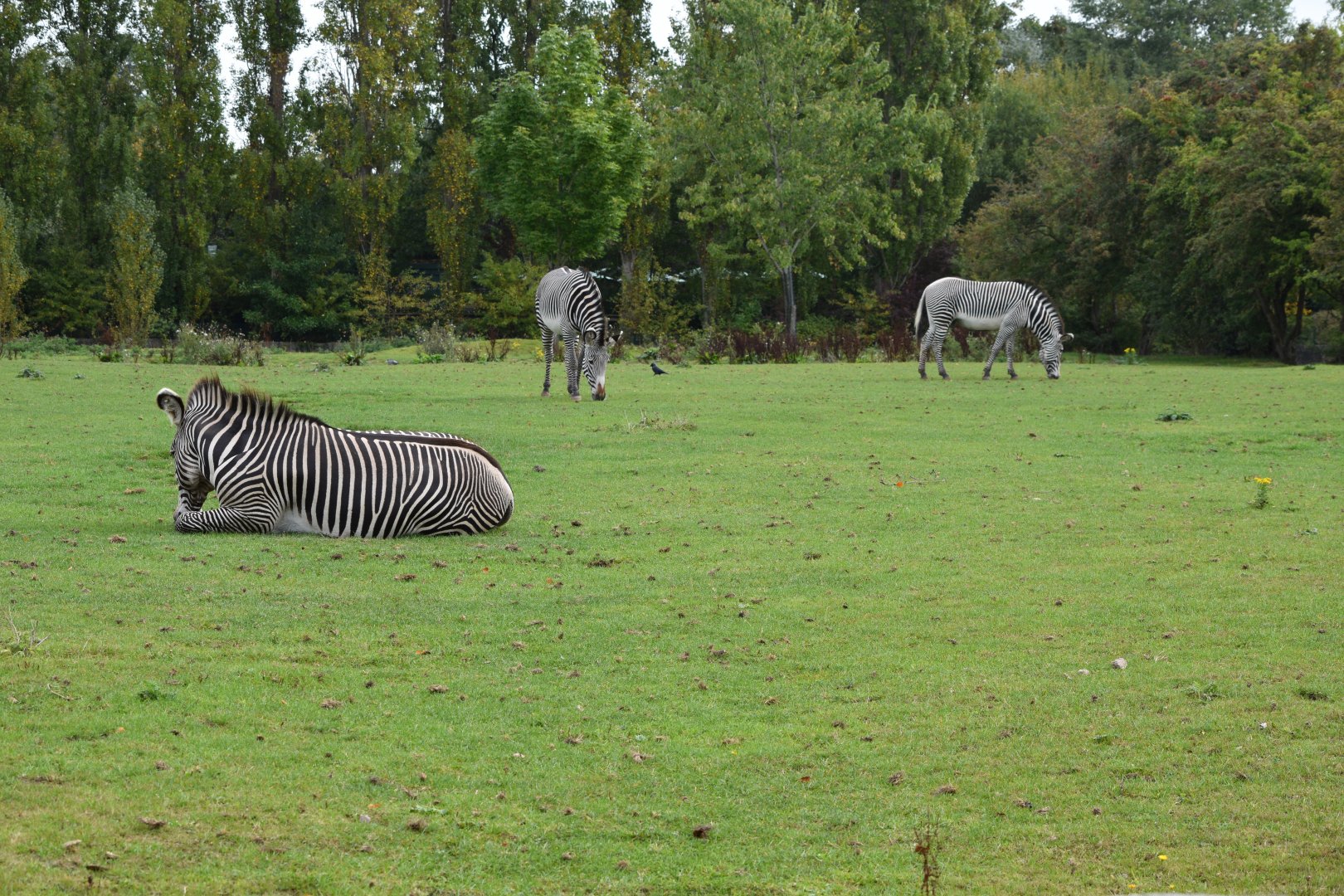 Grévy's zebras