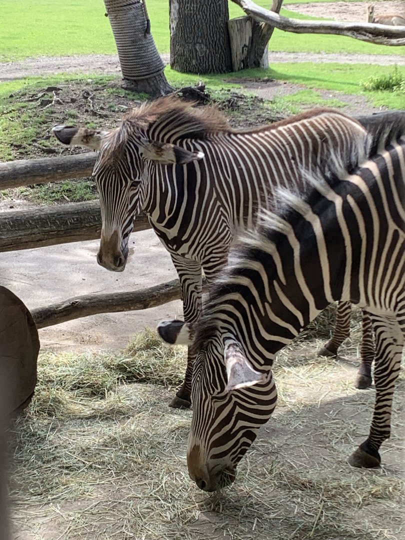 Grévy's zebras